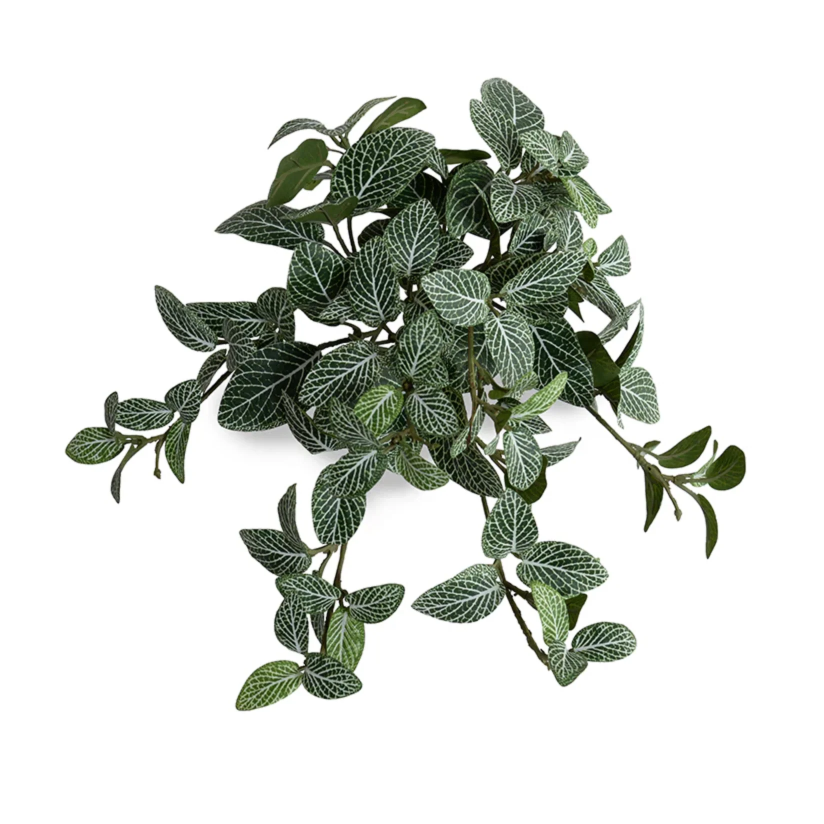 Fittonia bush - Image 1
