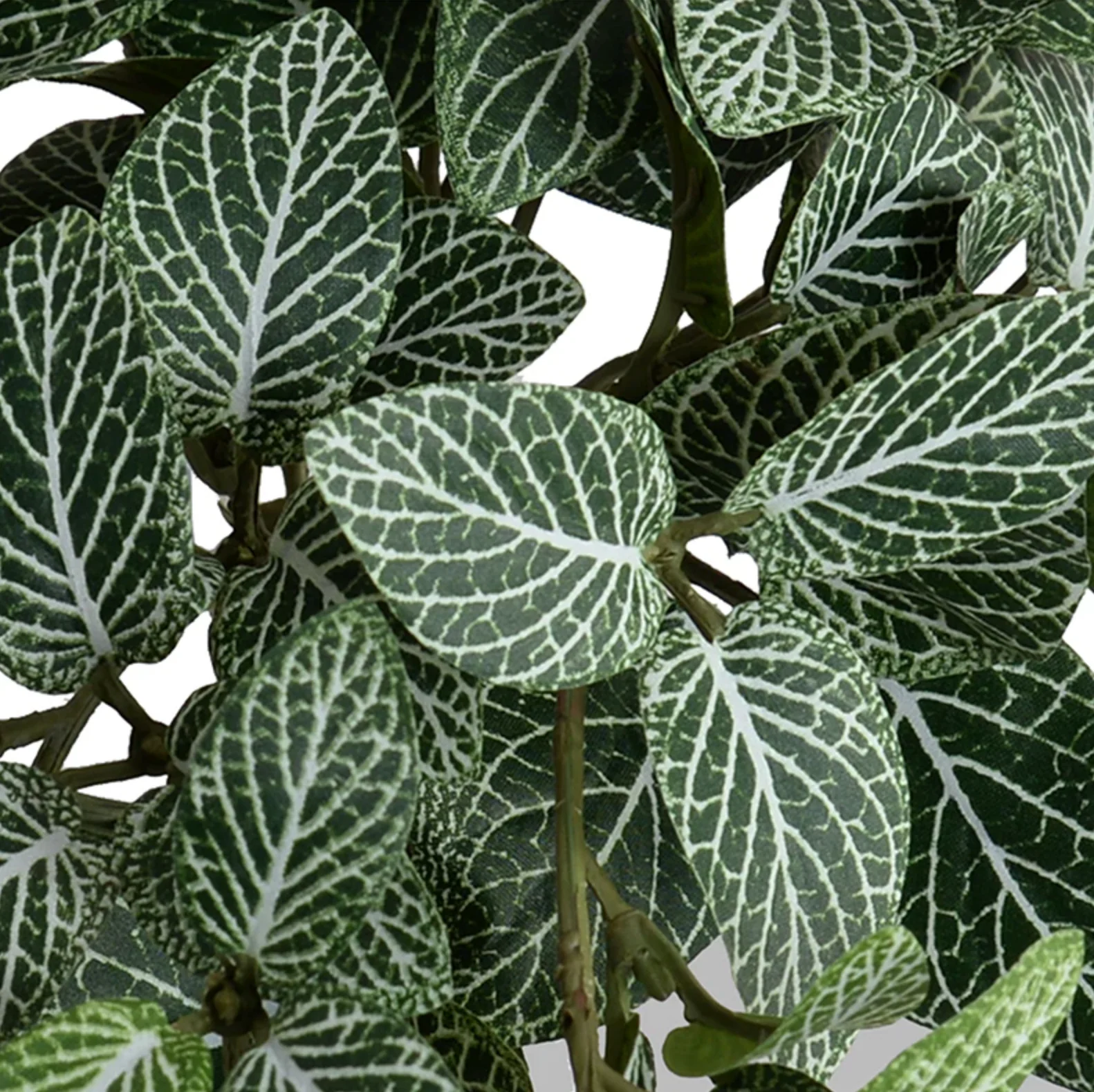 Fittonia bush - Image 2