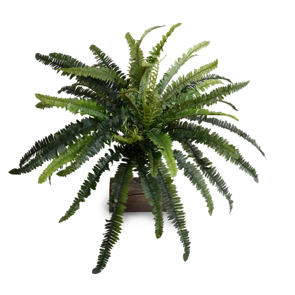 Forest Fern Spray - Image 1