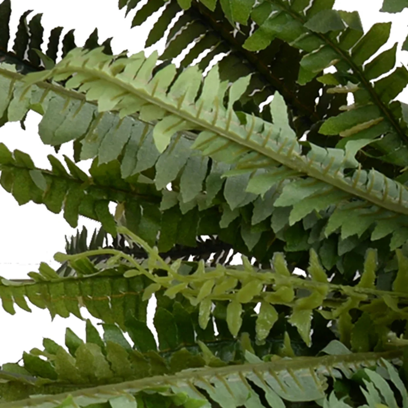 Forest Fern Spray - Image 2