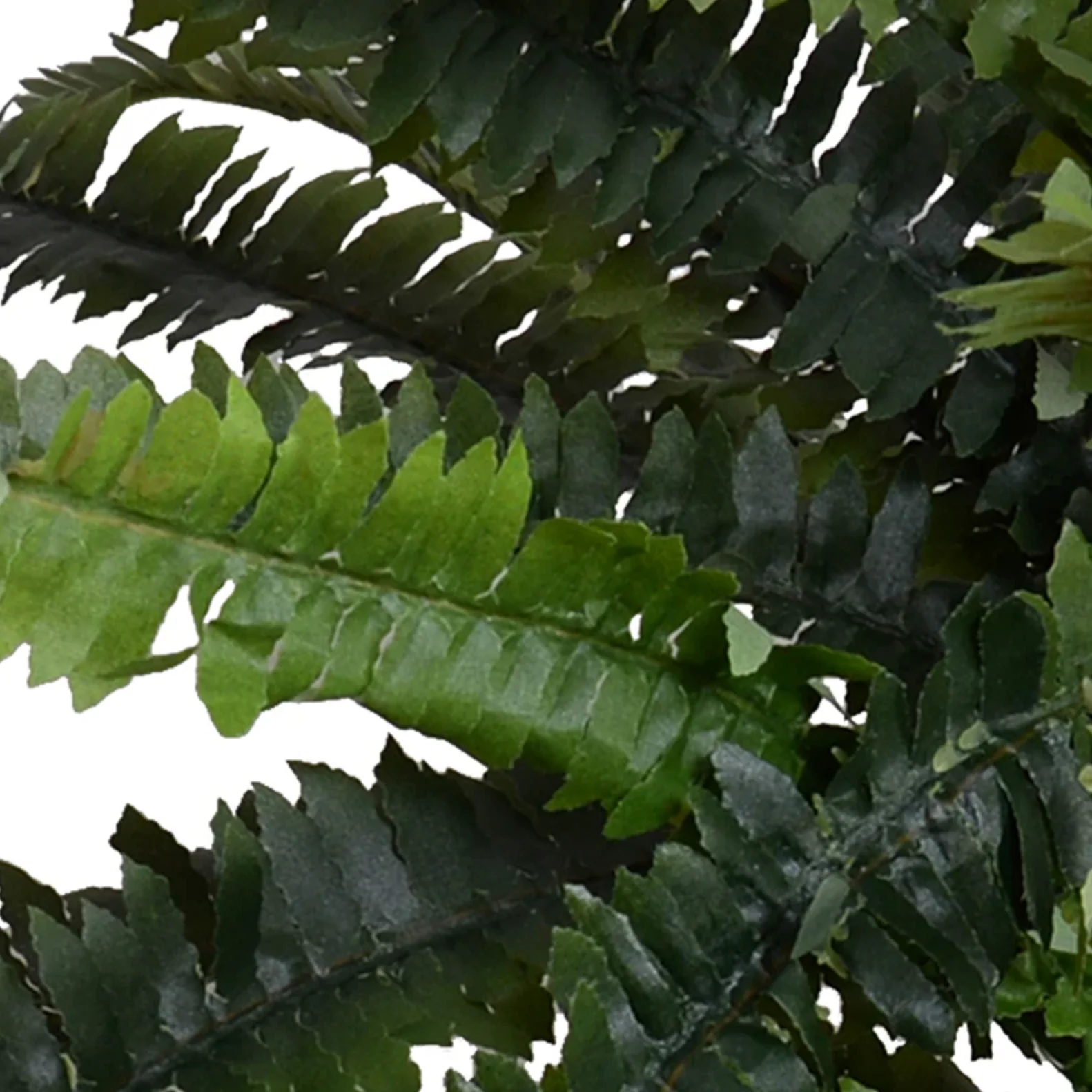 Forest Fern Spray - Image 3