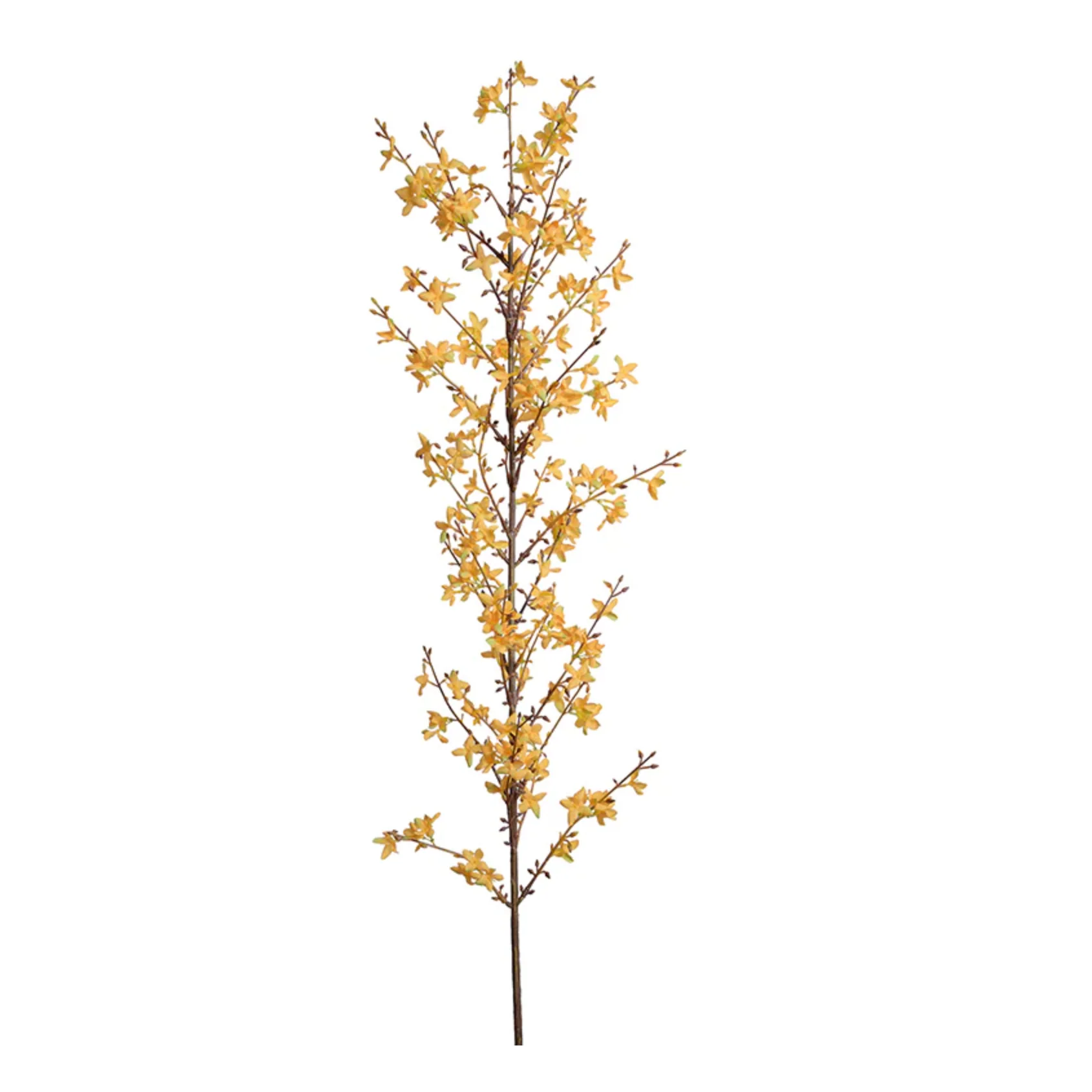 Forsythia Flower Branch - Image 1