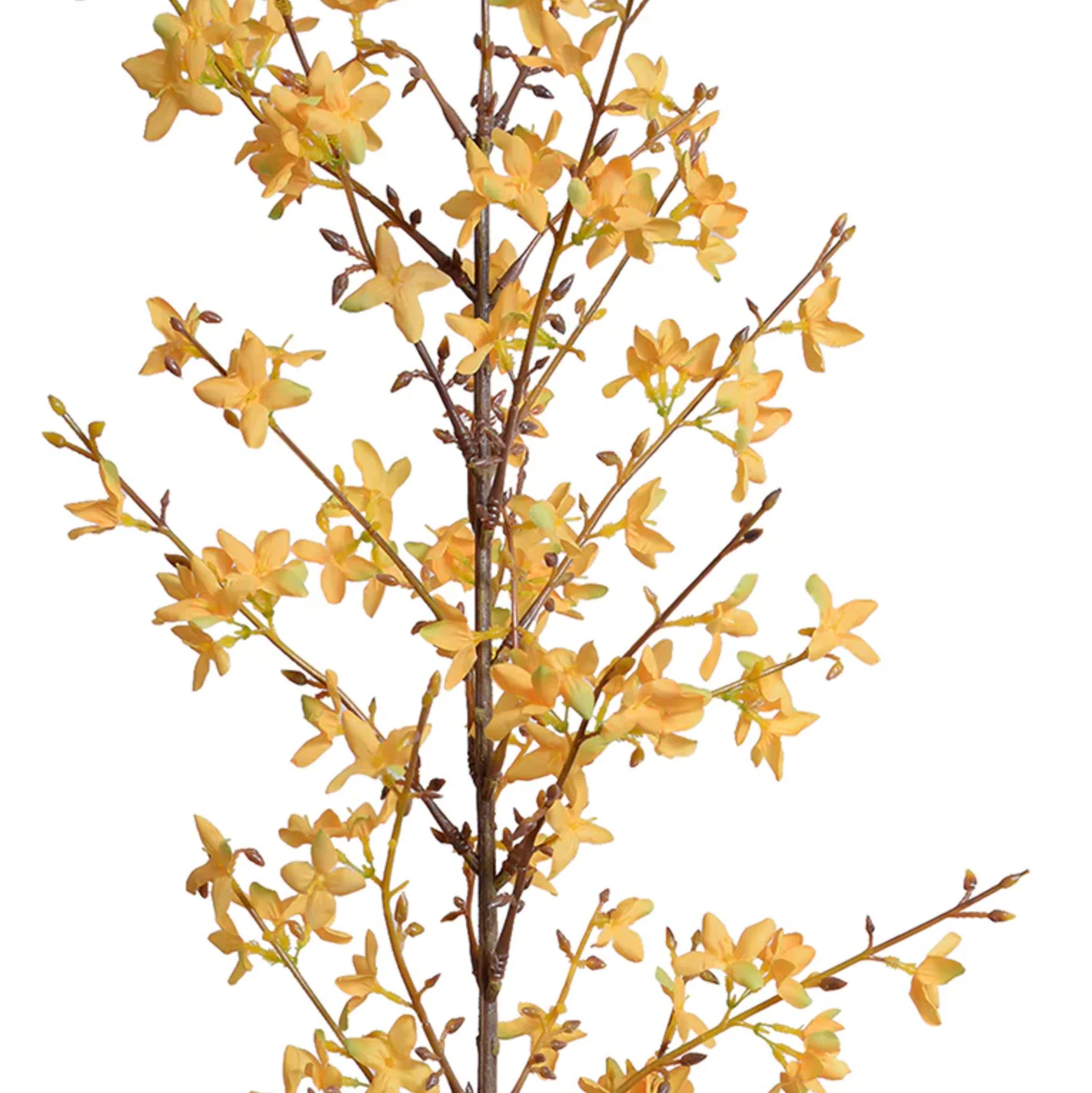 Forsythia Flower Branch - Image 2