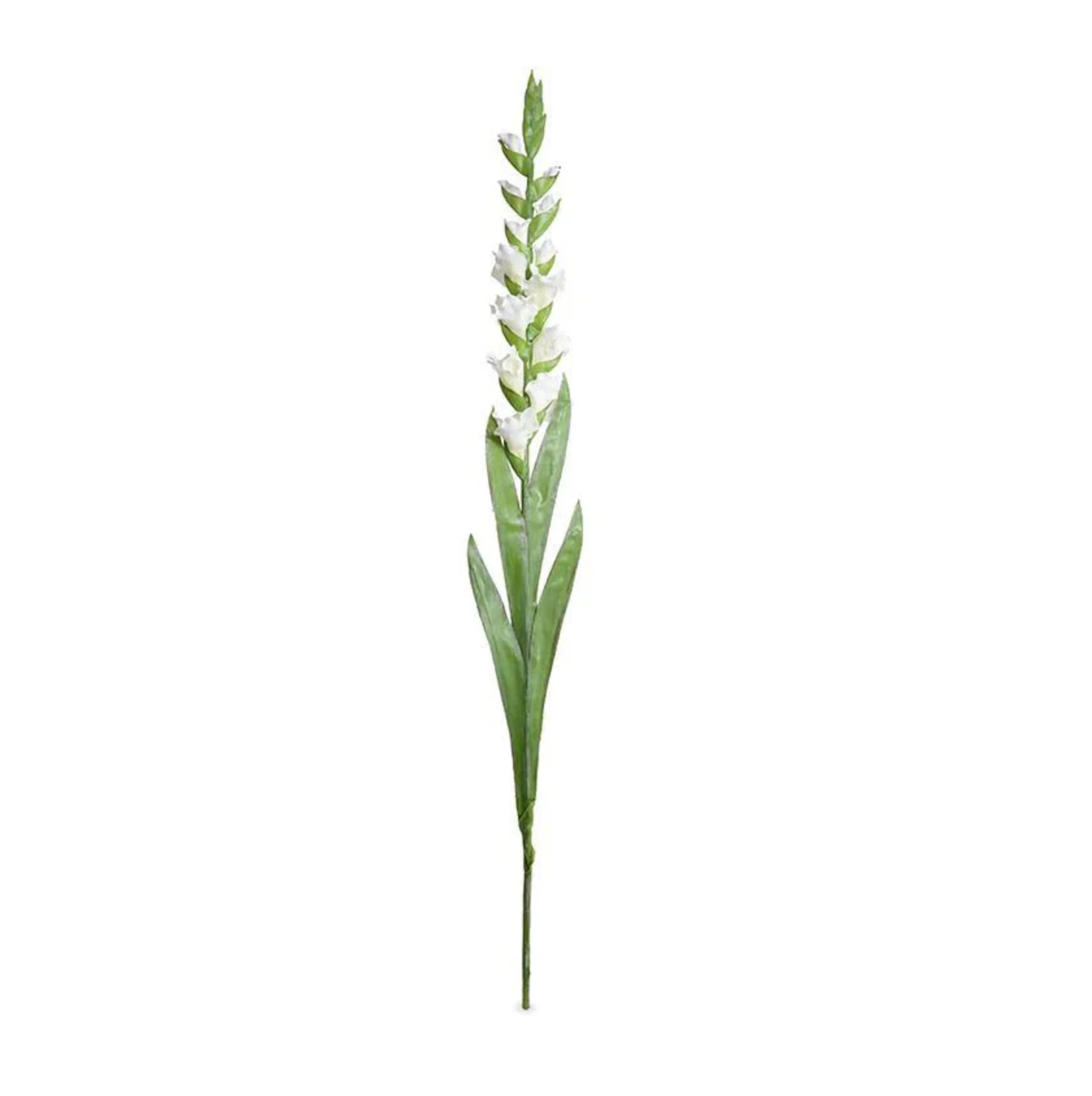 Gladiolus Flower Stem - Image 1
