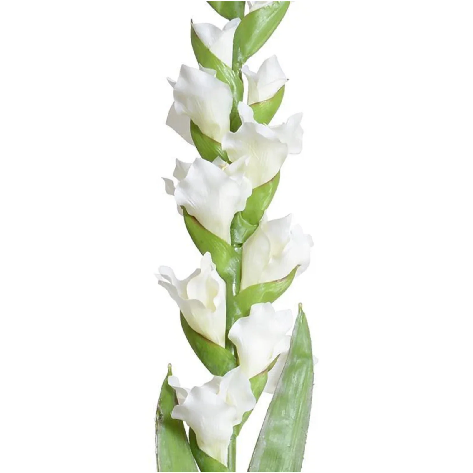 Gladiolus Flower Stem - Image 2