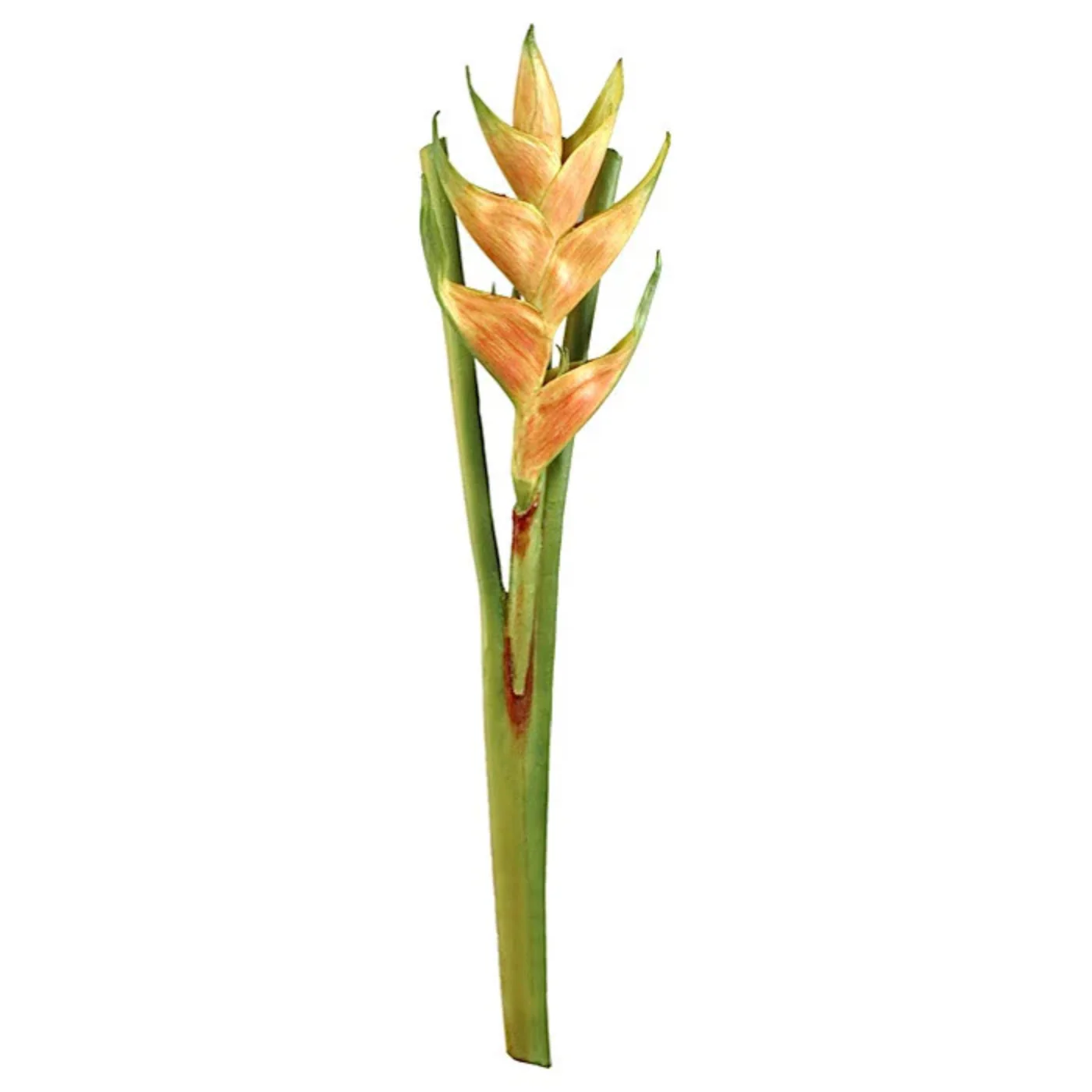Heliconia Branch - Image 1