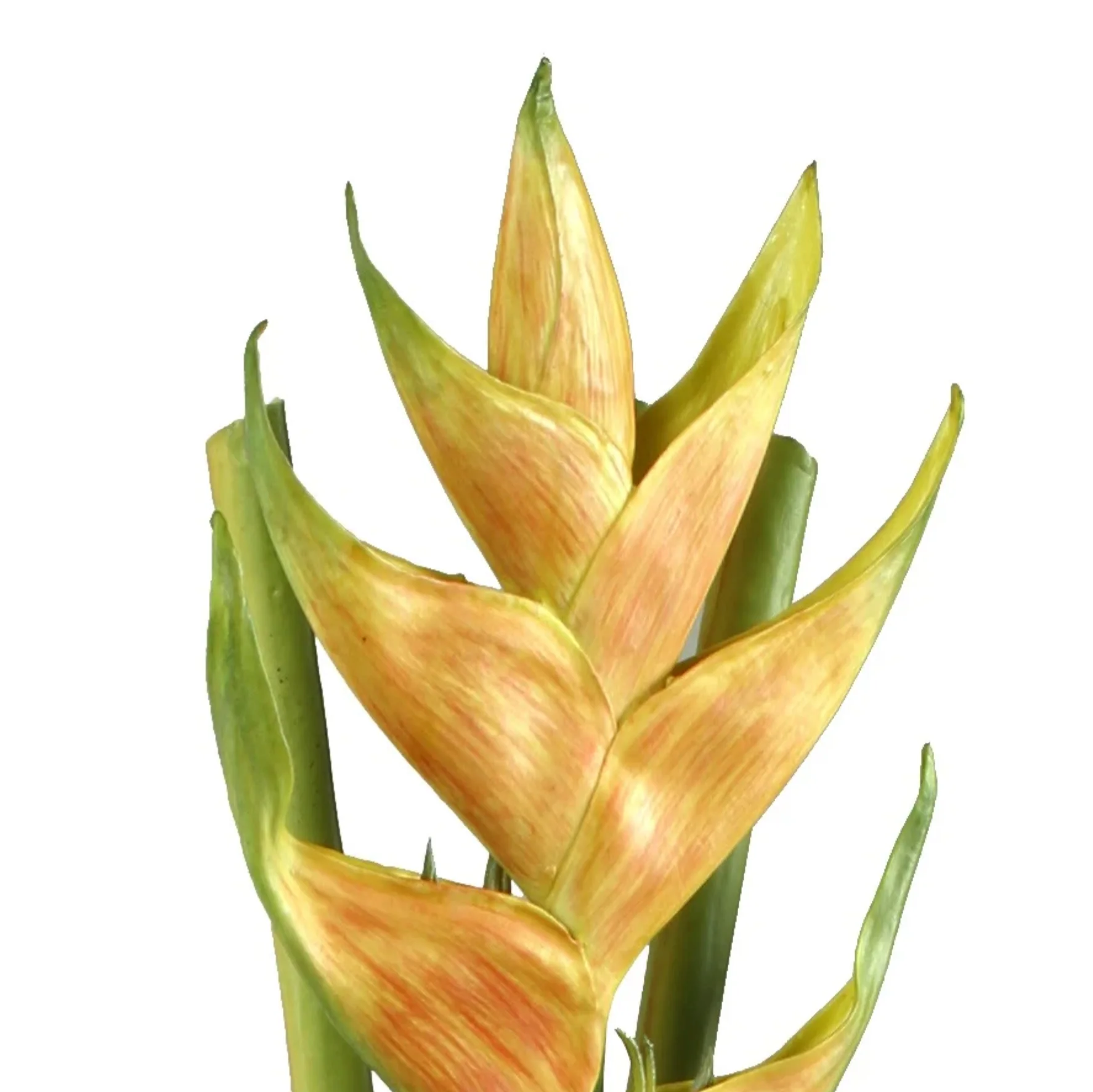 Heliconia Branch - Image 2