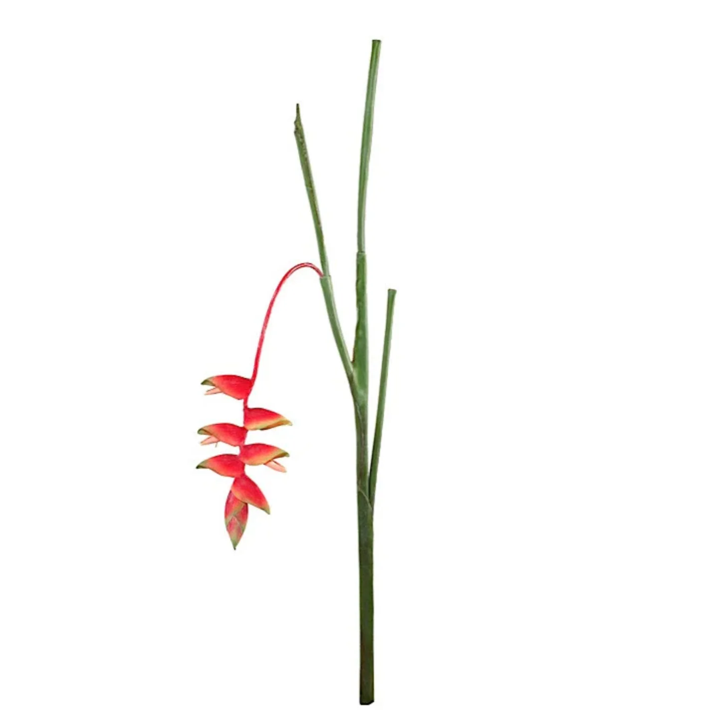 Heliconia Stem - Image 1