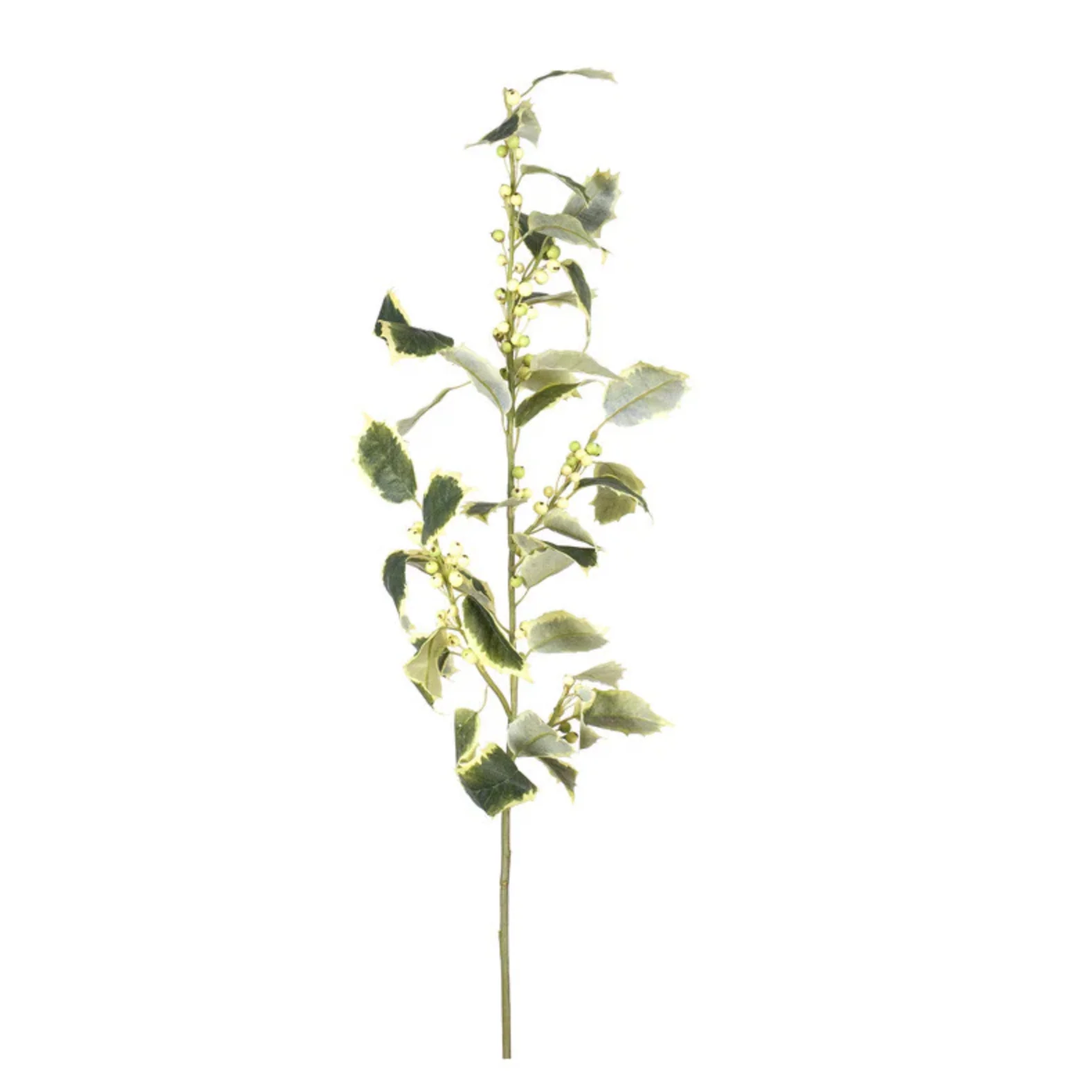 Holly Branch - Image 1