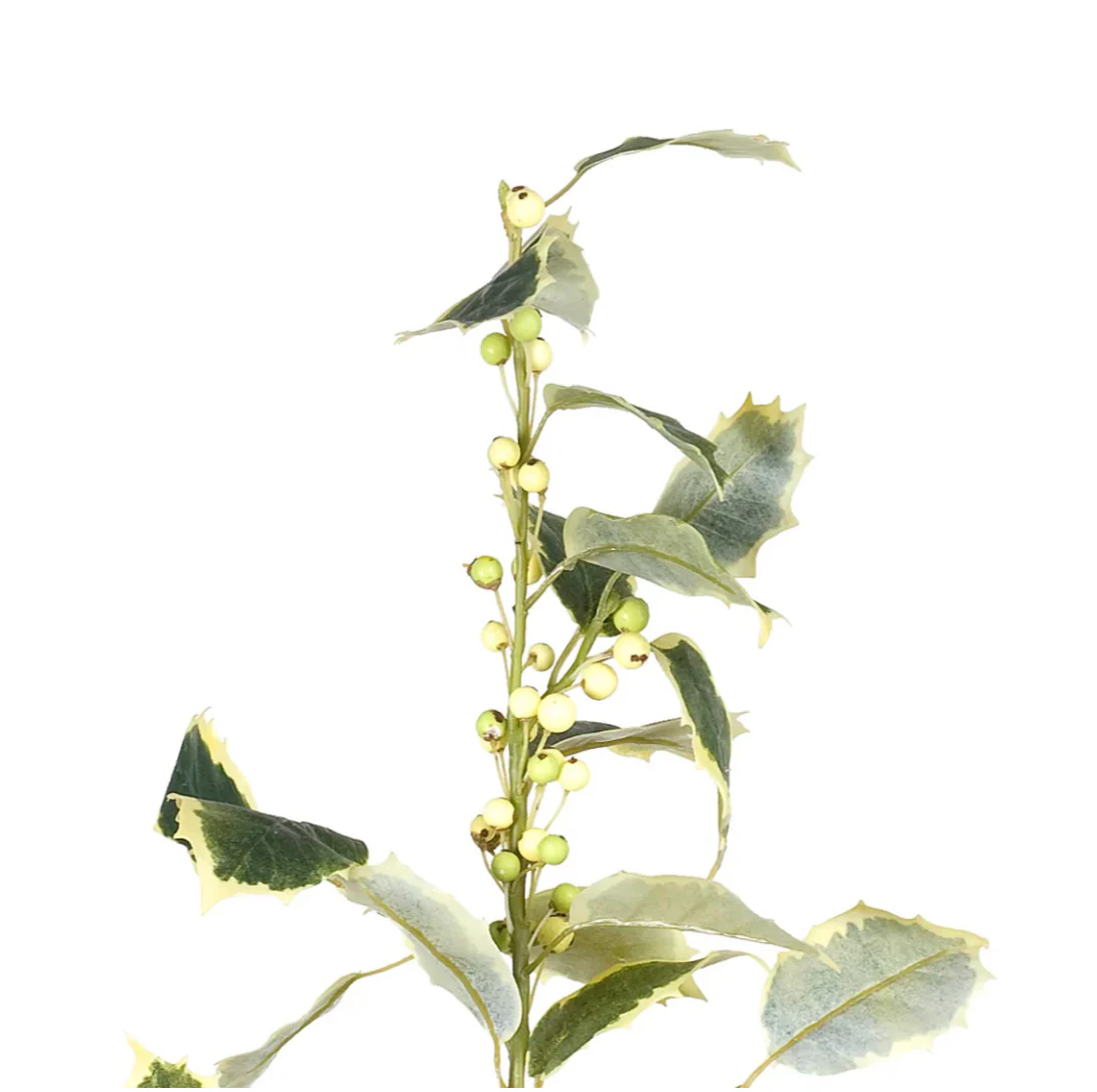 Holly Branch - Image 2