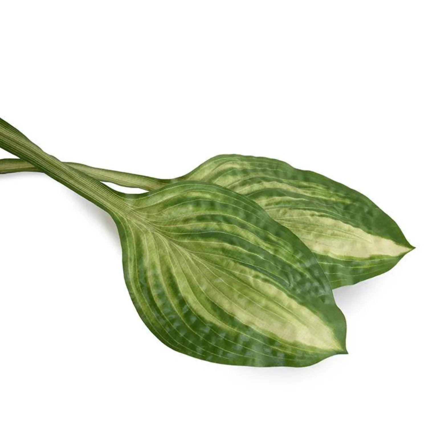 Hosta Leaf - Image 1