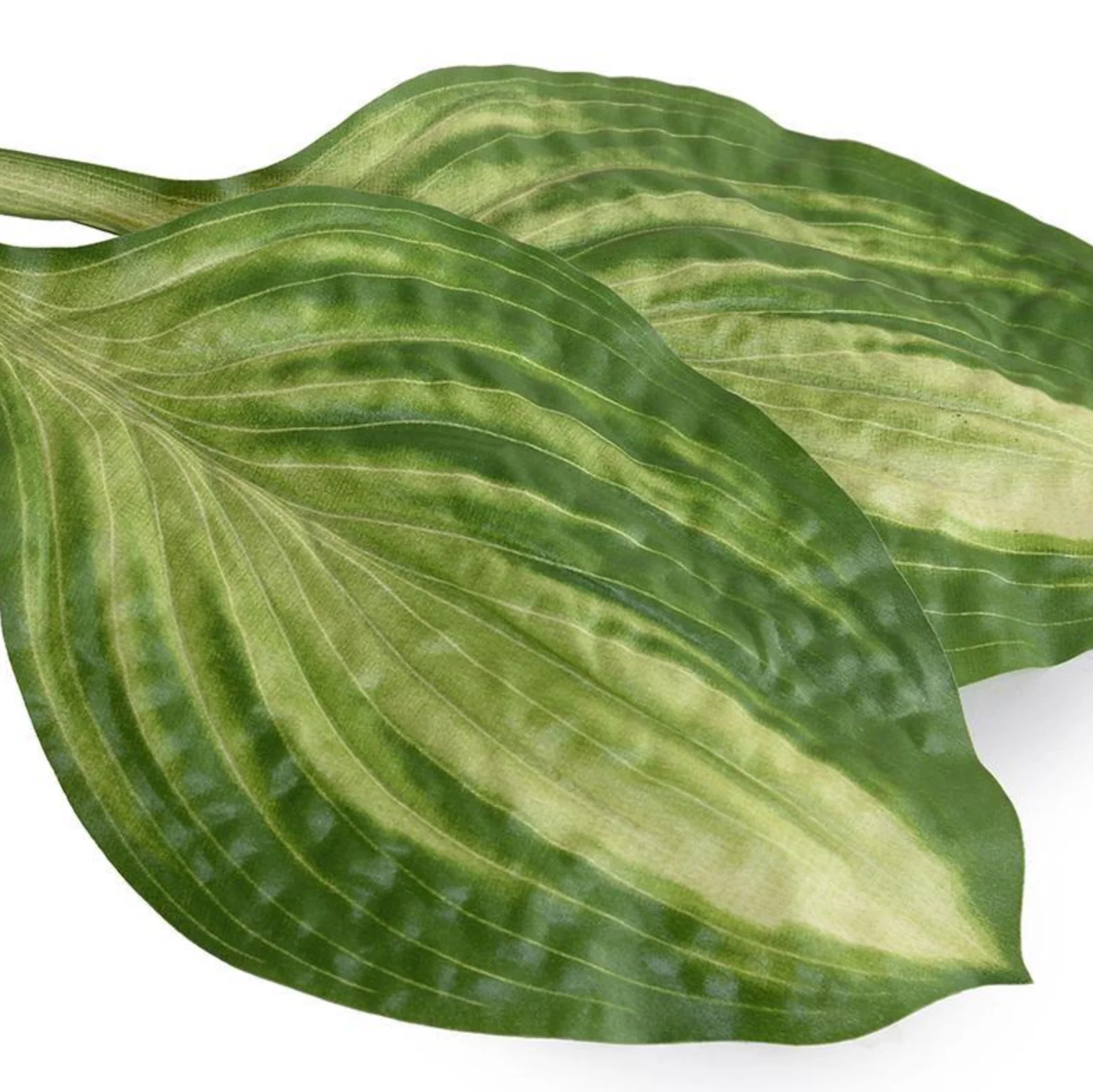 Hosta Leaf - Image 2