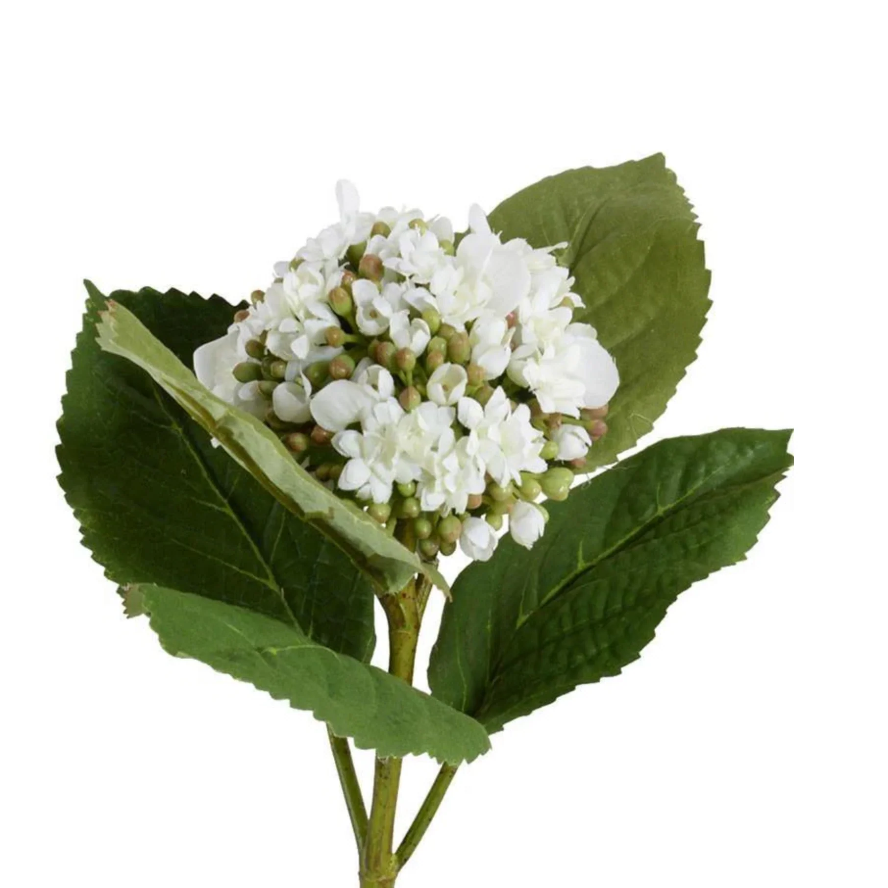 Hydrangea Bud Stem with Leaf - Image 2