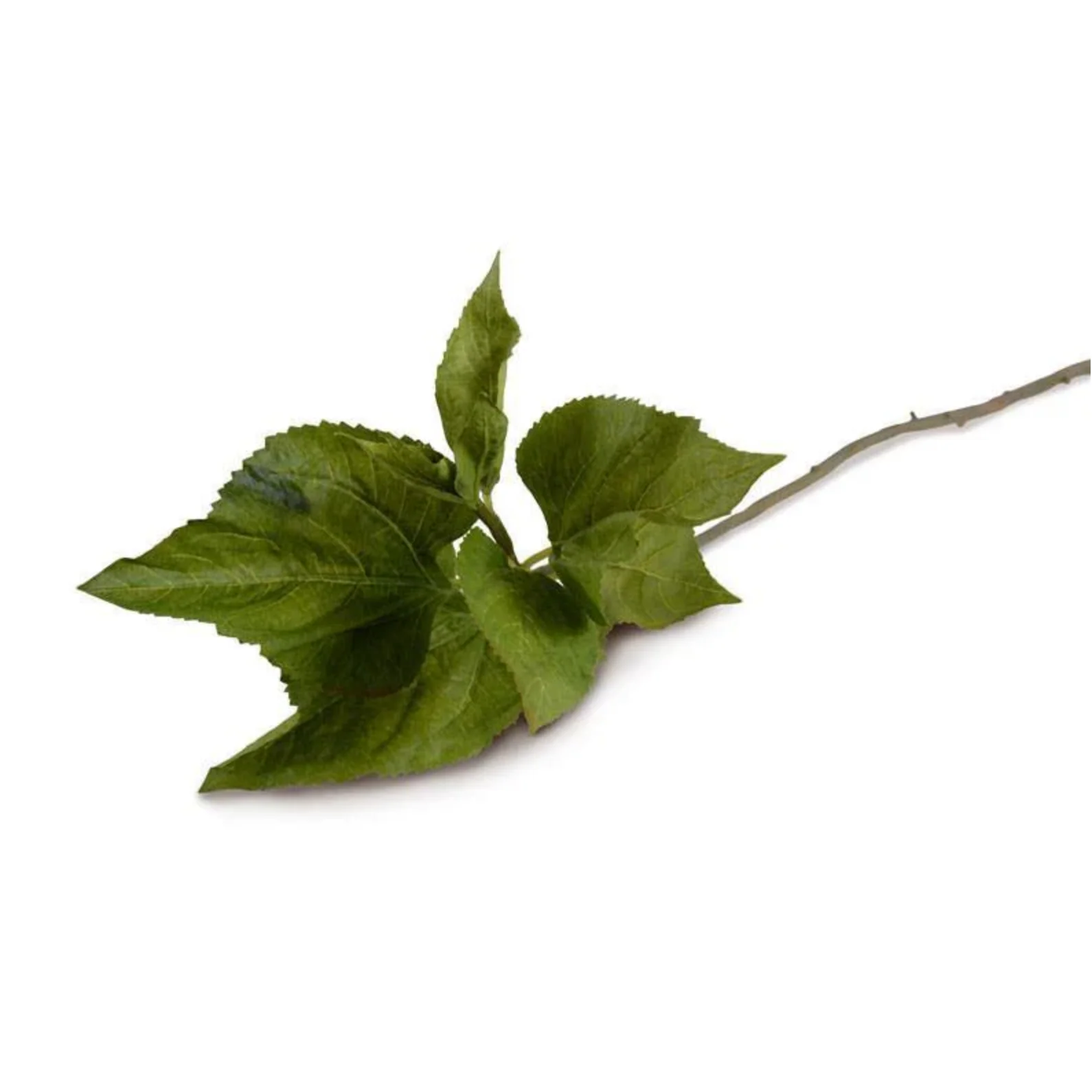 Hydrangea Leaf Stem - Image 3