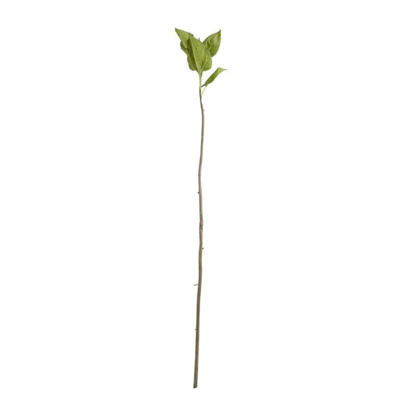 Hydrangea Leaf Stem - Image 1