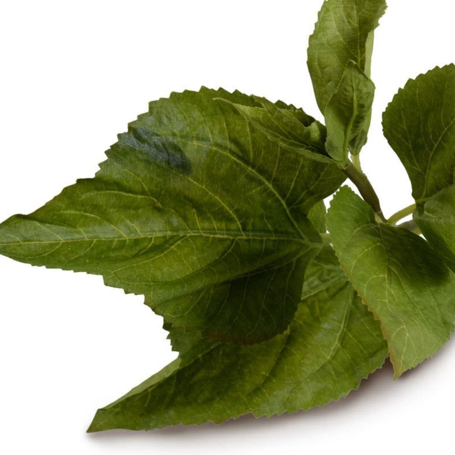 Hydrangea Leaf Stem - Image 2