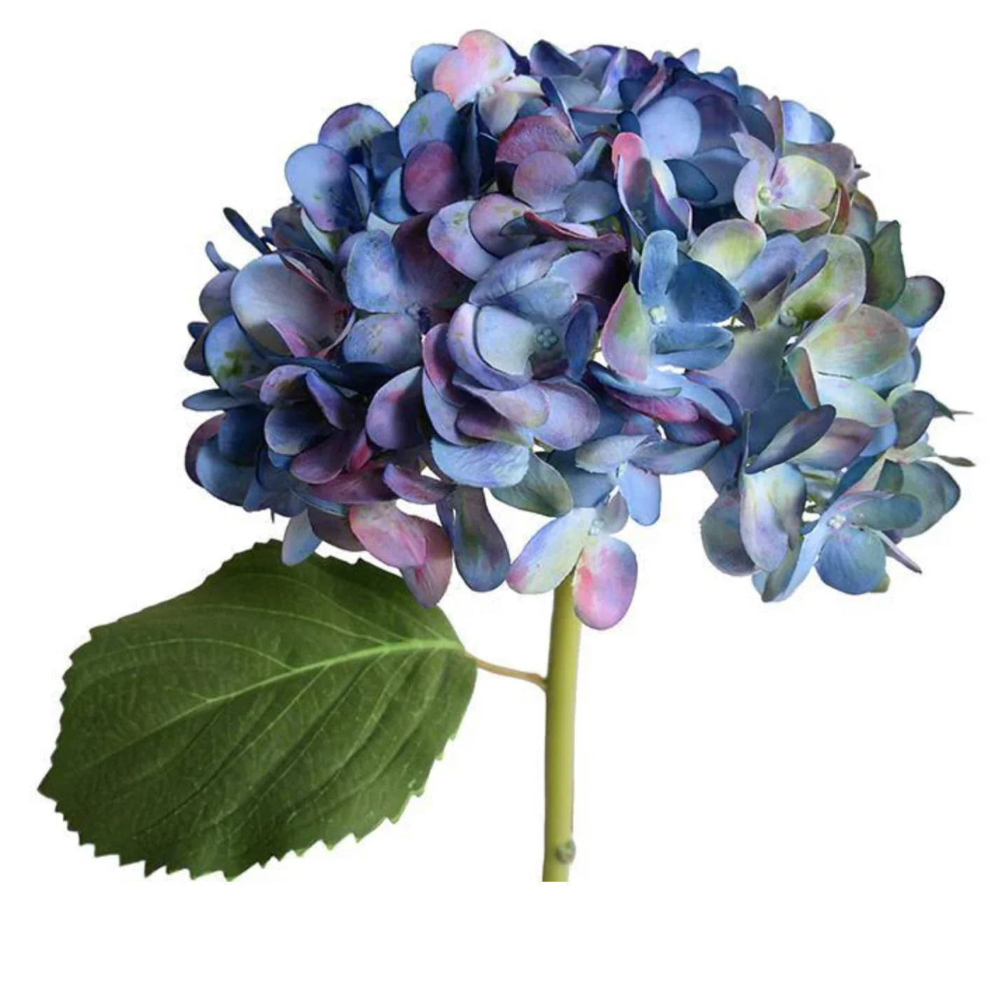 Hydrangea Stem with Leaf - Image 1