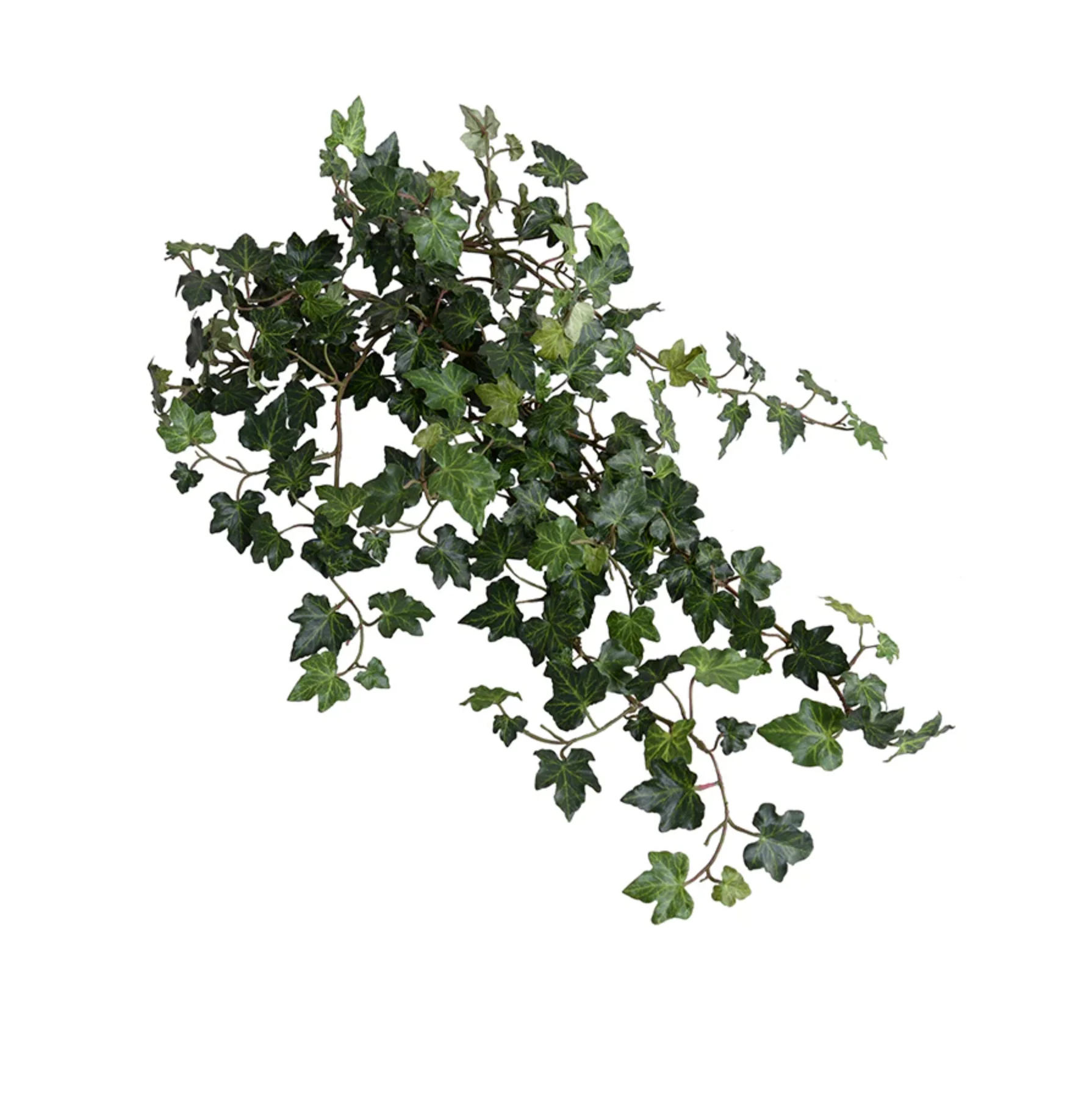Ivy spray - Image 1