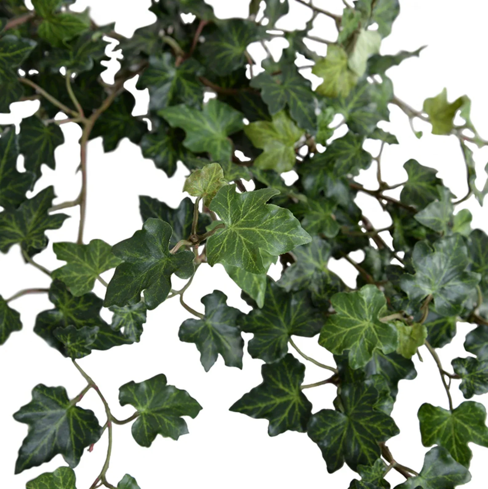 Ivy spray - Image 2