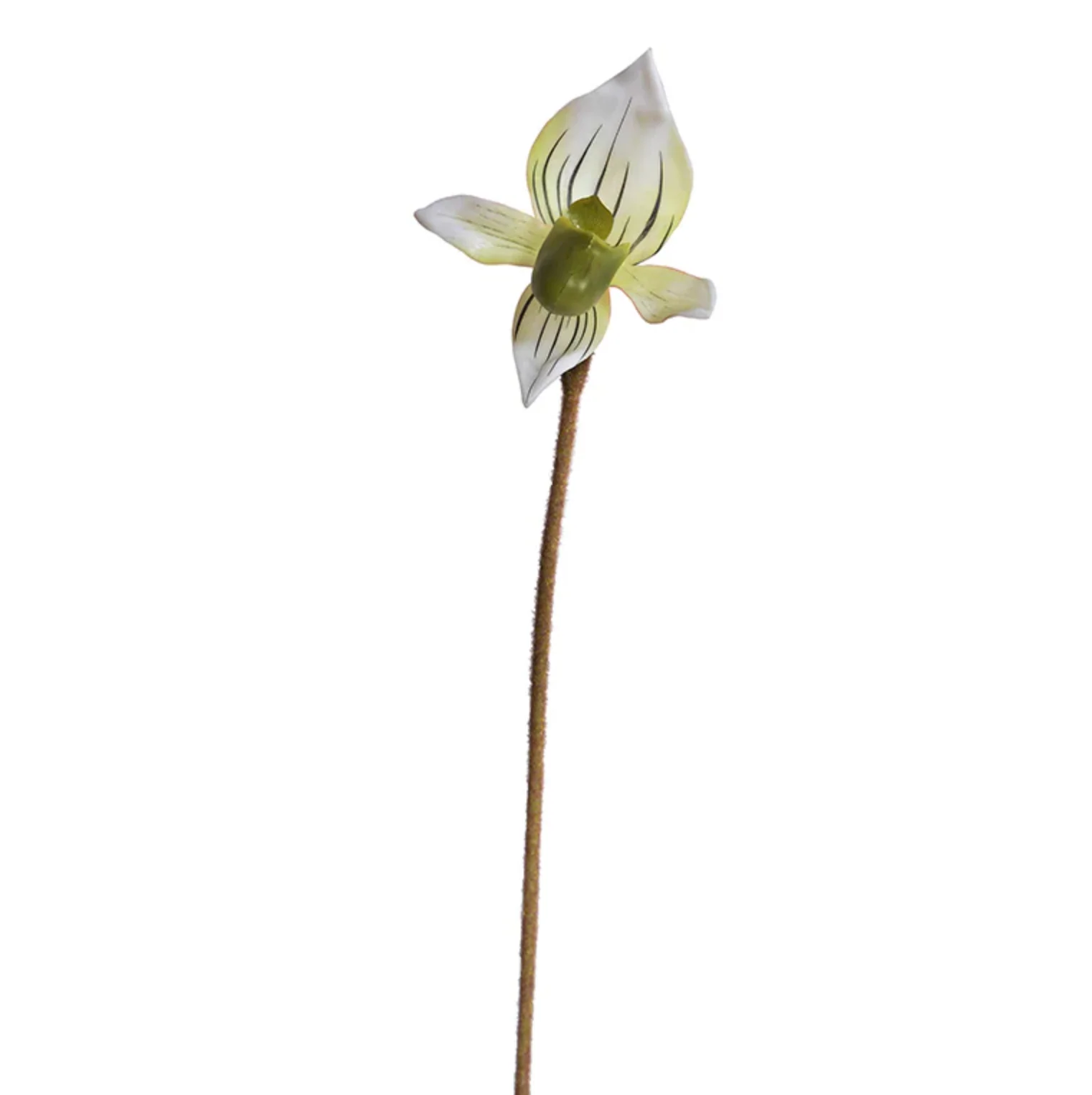 Lady's Slipper Orchid Stem - Image 1
