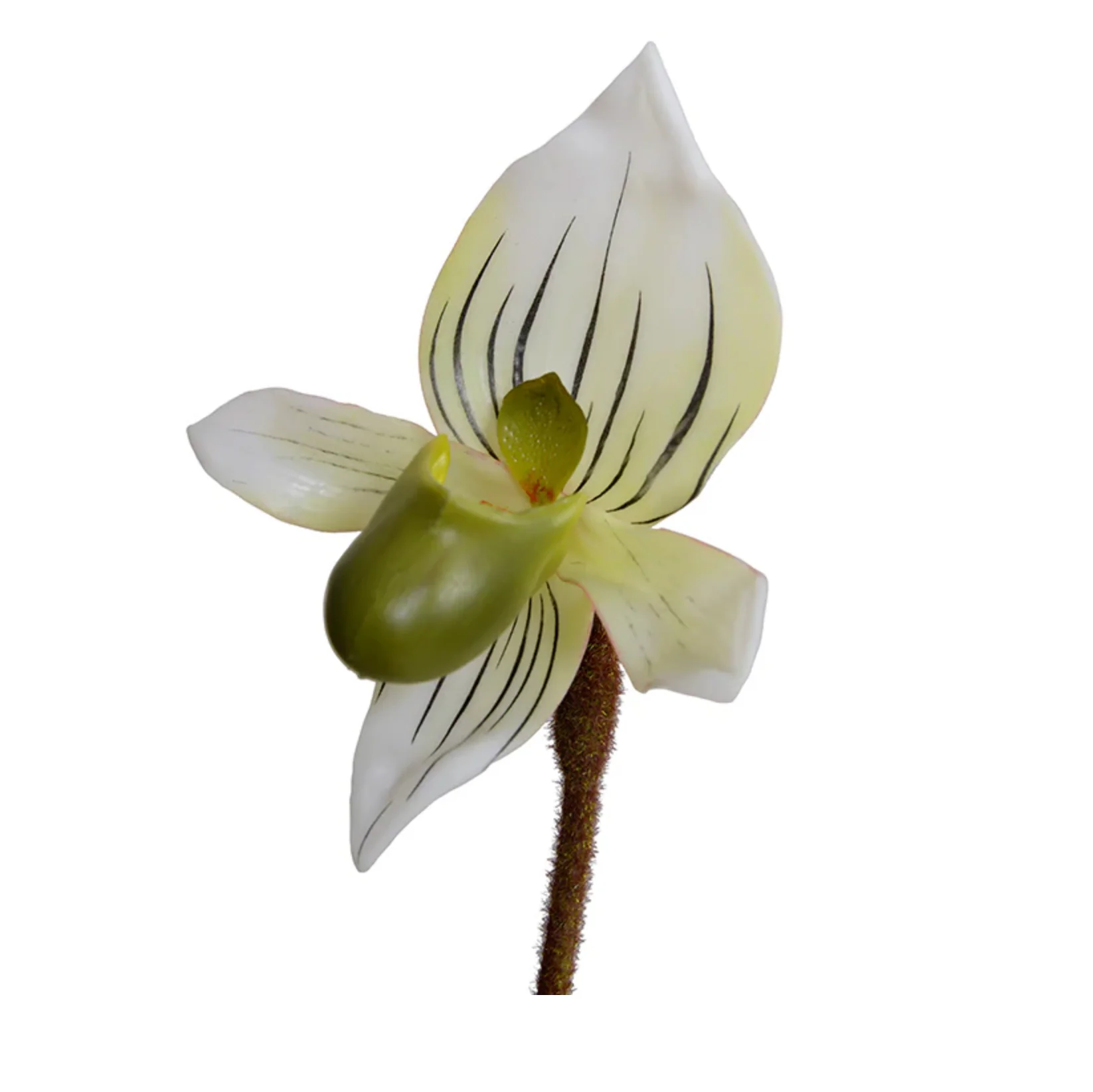 Lady's Slipper Orchid Stem - Image 2