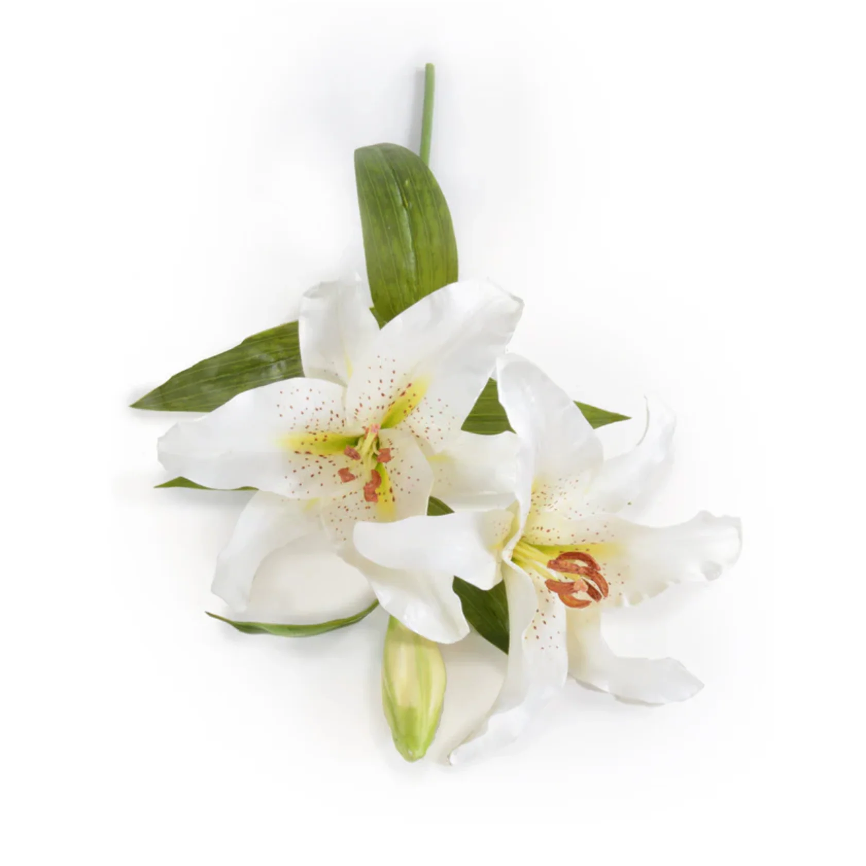 Lily Rubrum Stem - Image 1