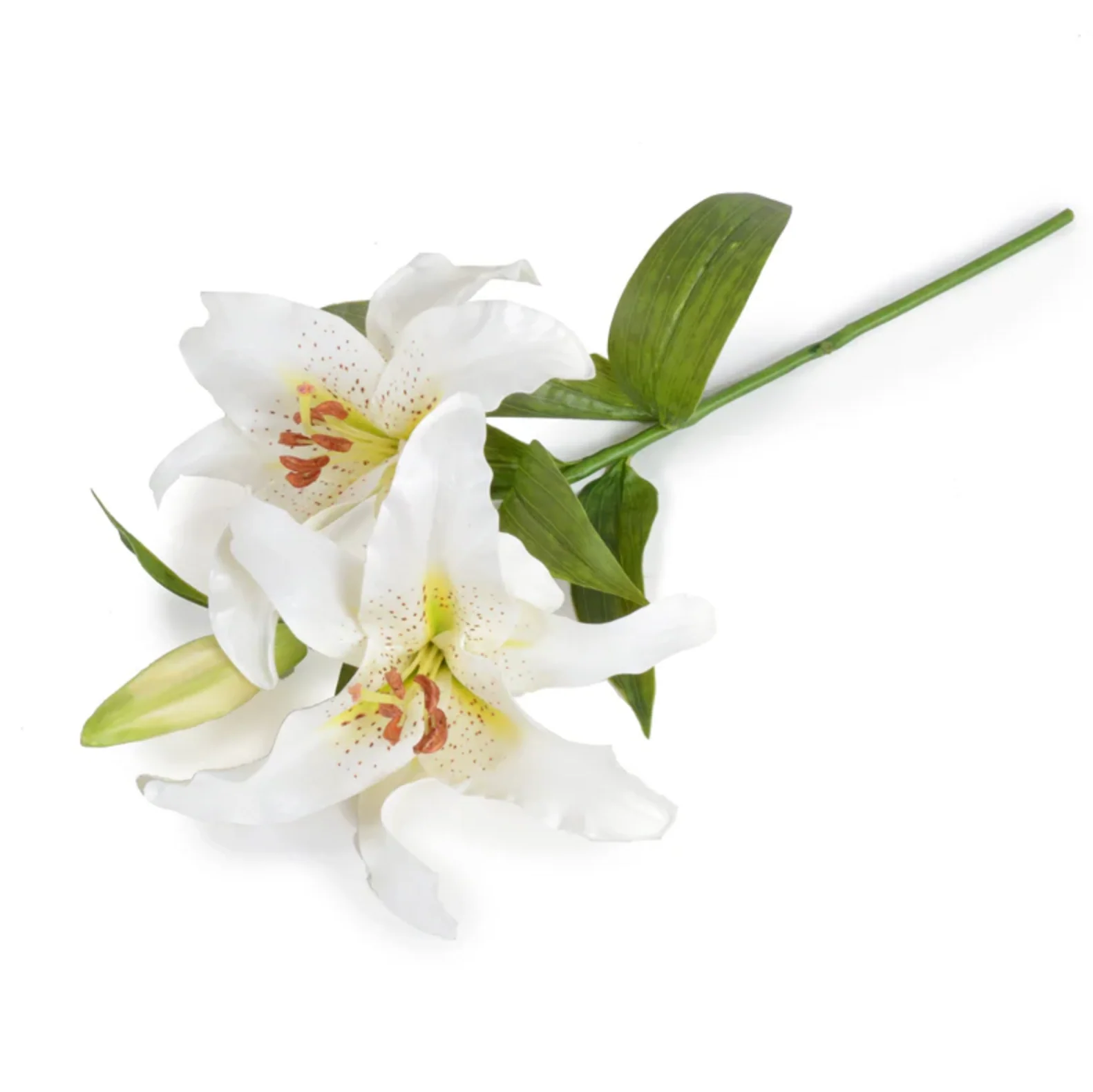 Lily Rubrum Stem - Image 2