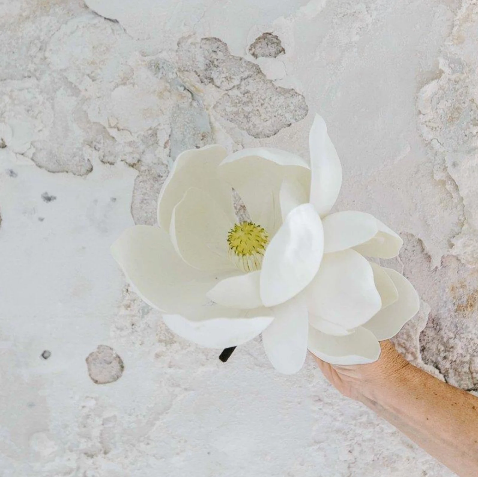 Magnolia Bloom - Image 1