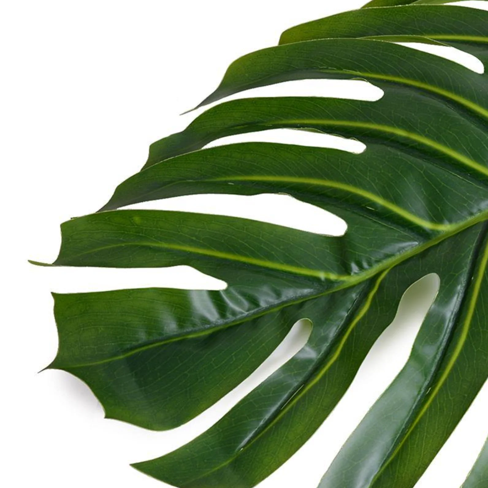 Monstera Leaf branch - Image 2