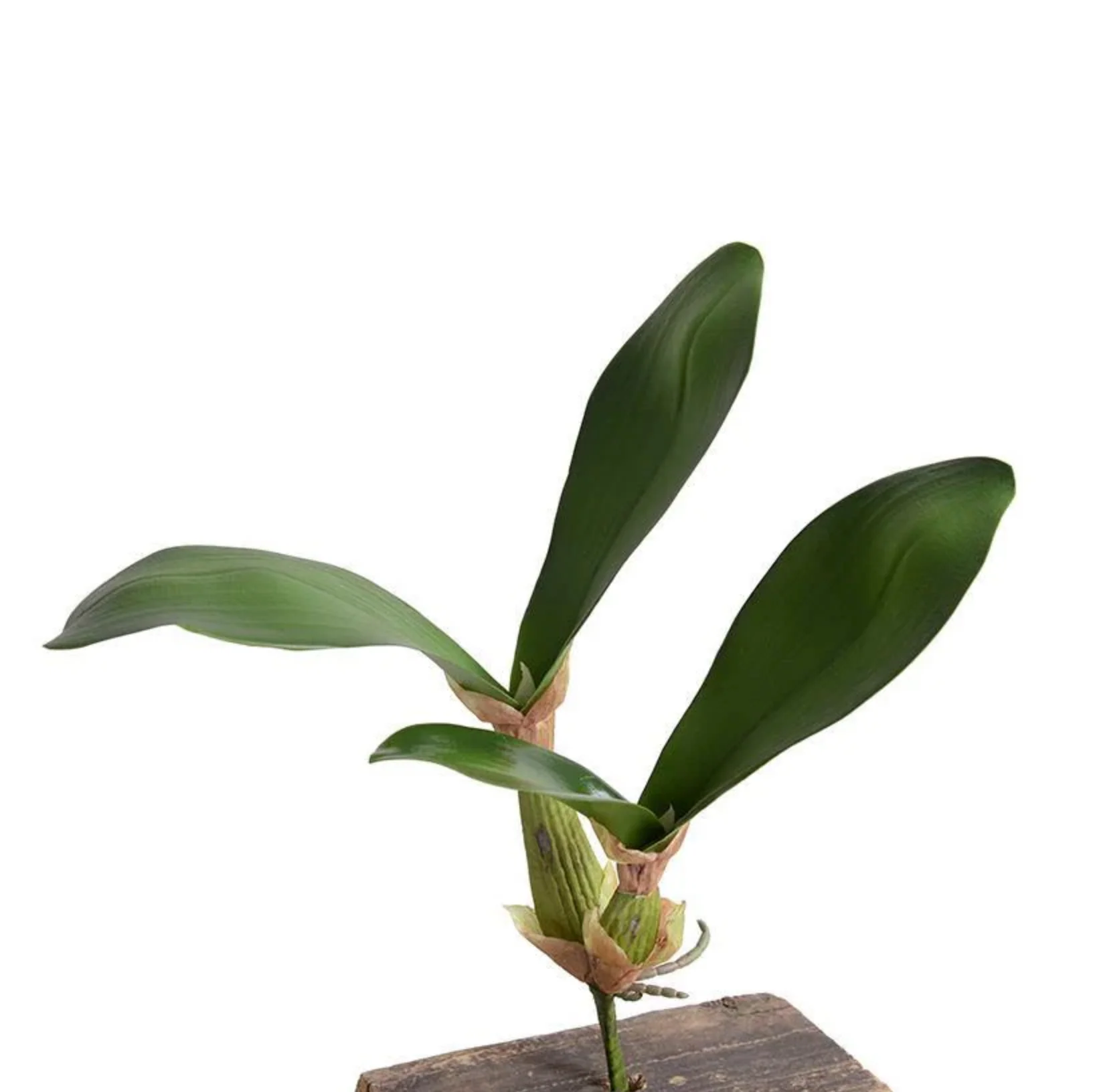 Orchid Leaf - Image 1