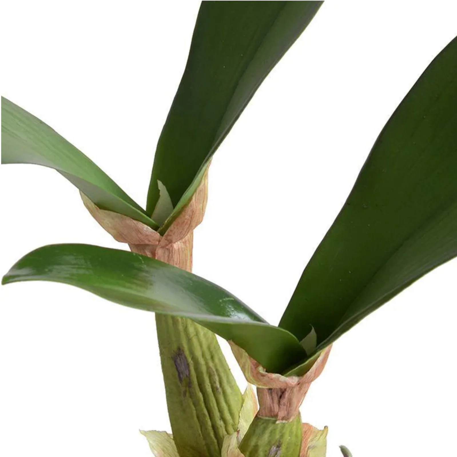 Orchid Leaf - Image 2