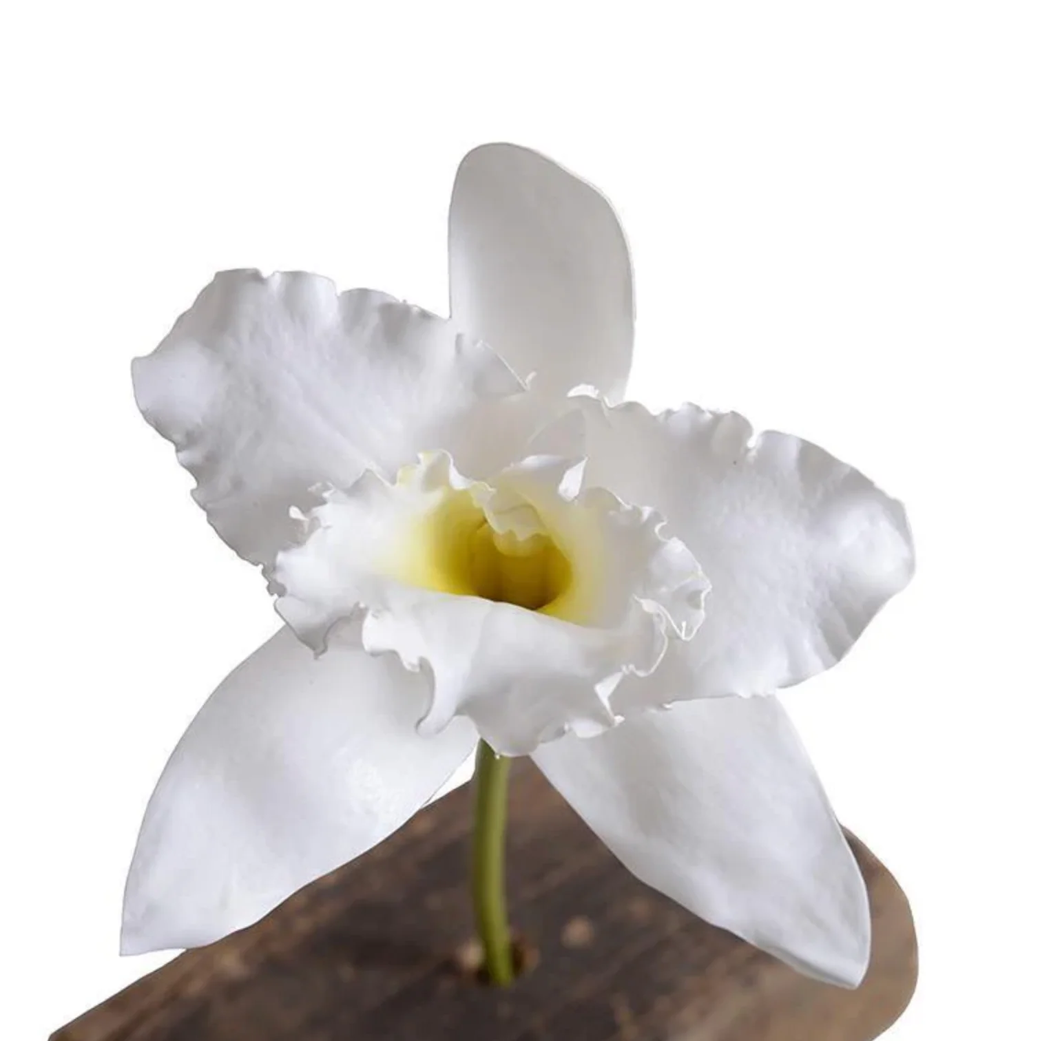 Orchid Stem - Image 1