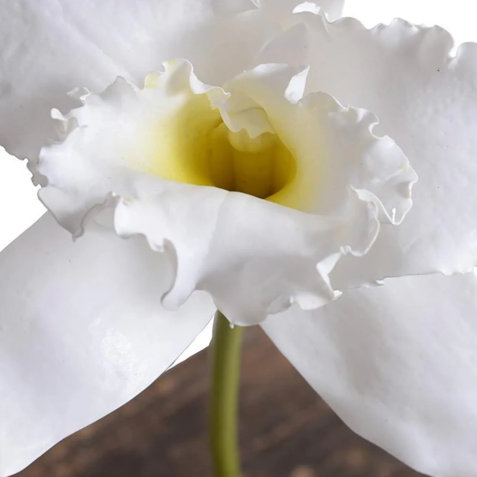 Orchid Stem - Image 2