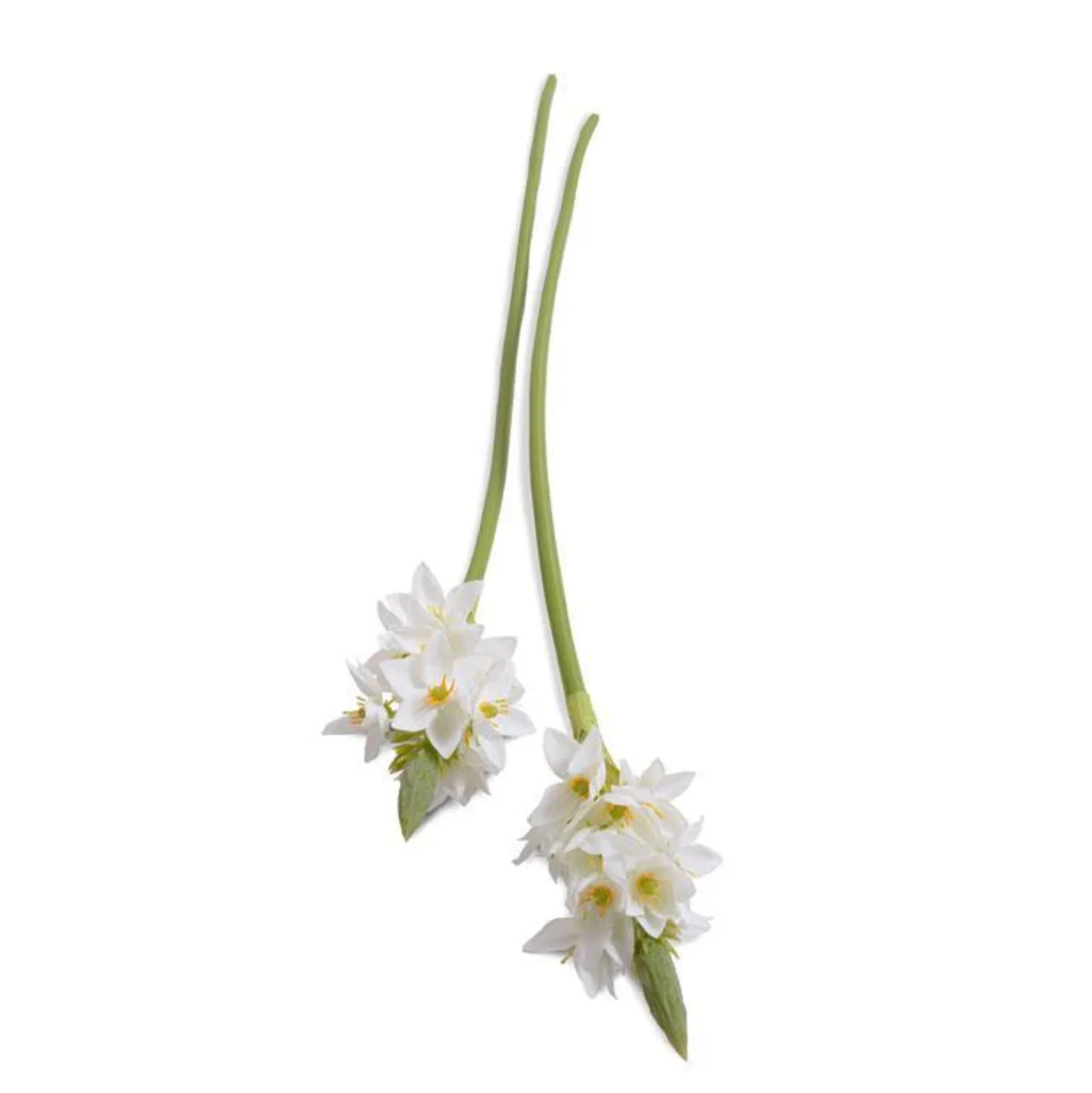 Ornithogalum "Star of Bethlehem" - Image 1