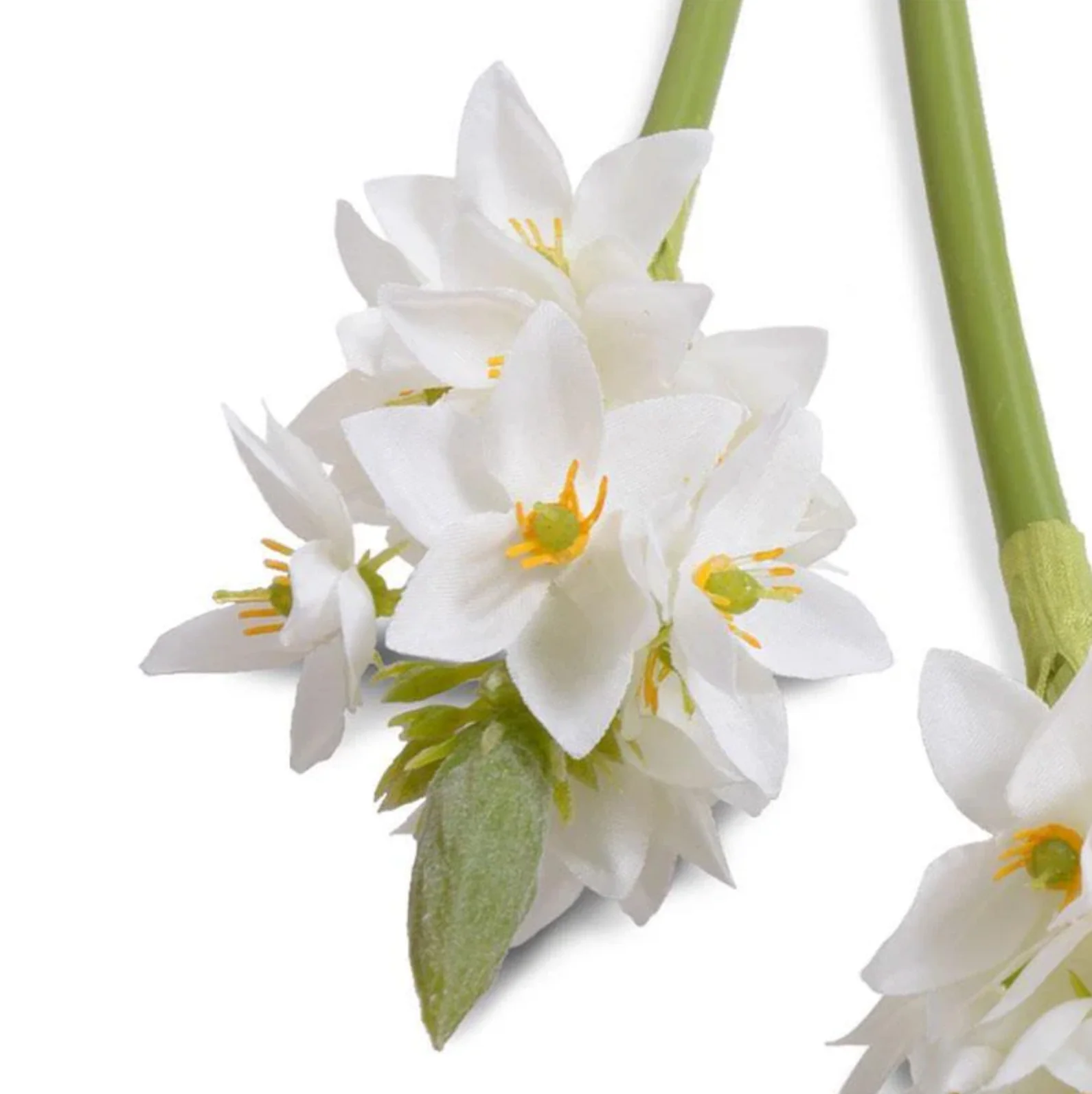 Ornithogalum "Star of Bethlehem" - Image 2