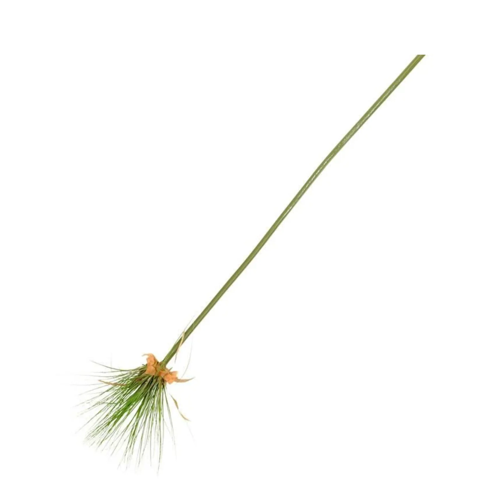 Papyrus Stem - Image 1