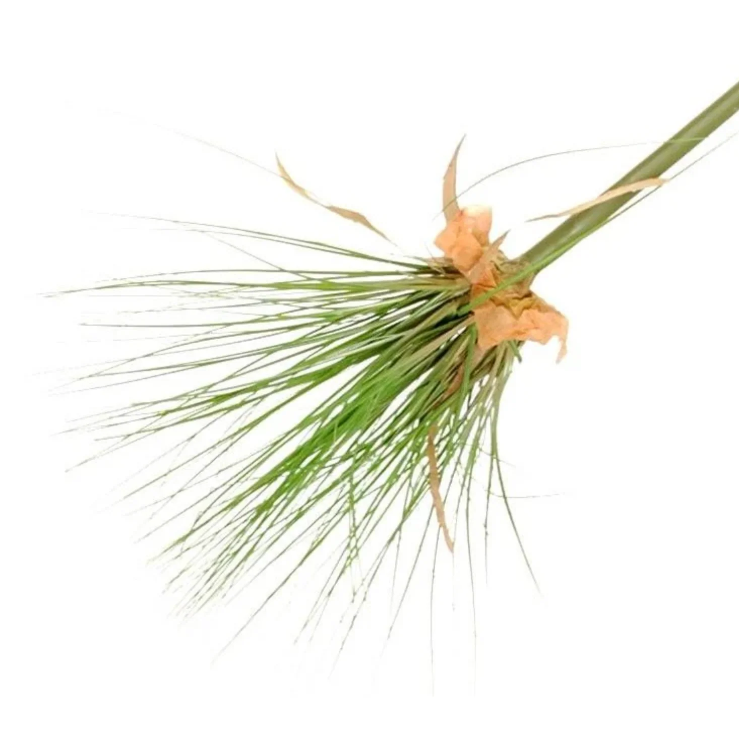 Papyrus Stem - Image 2