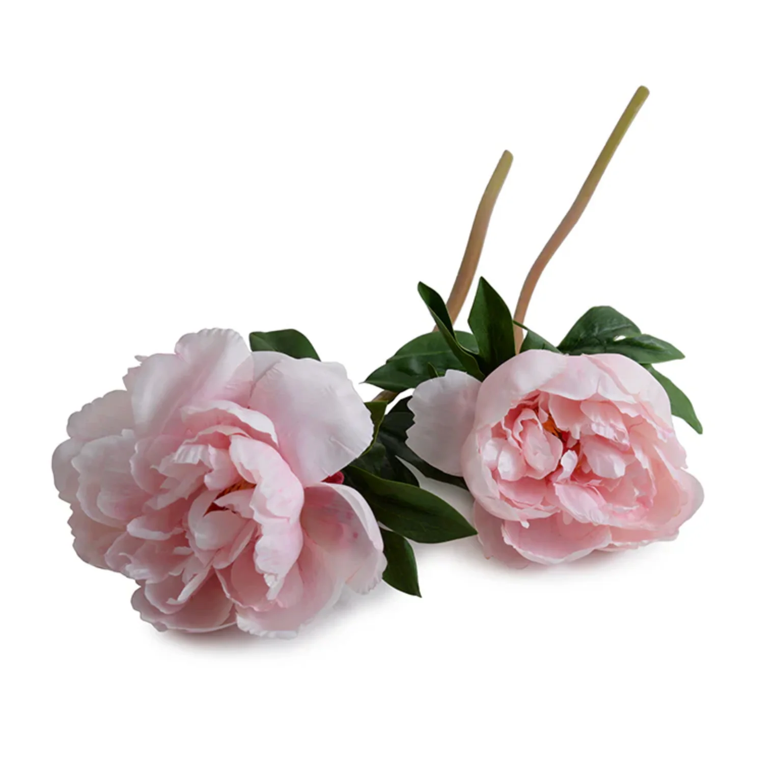 Peony Stem with Leaves - Image 1