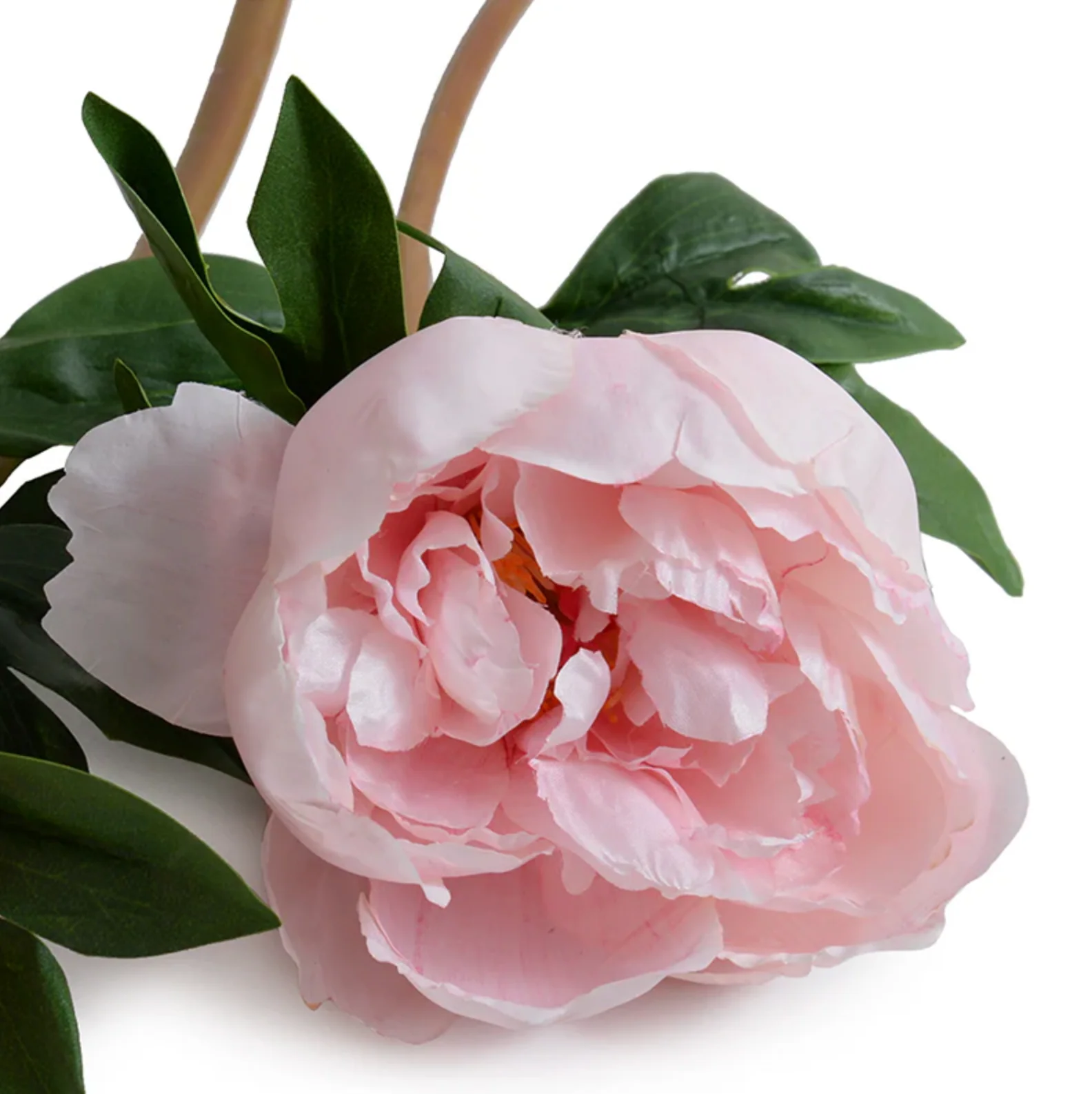 Peony Stem with Leaves - Image 2