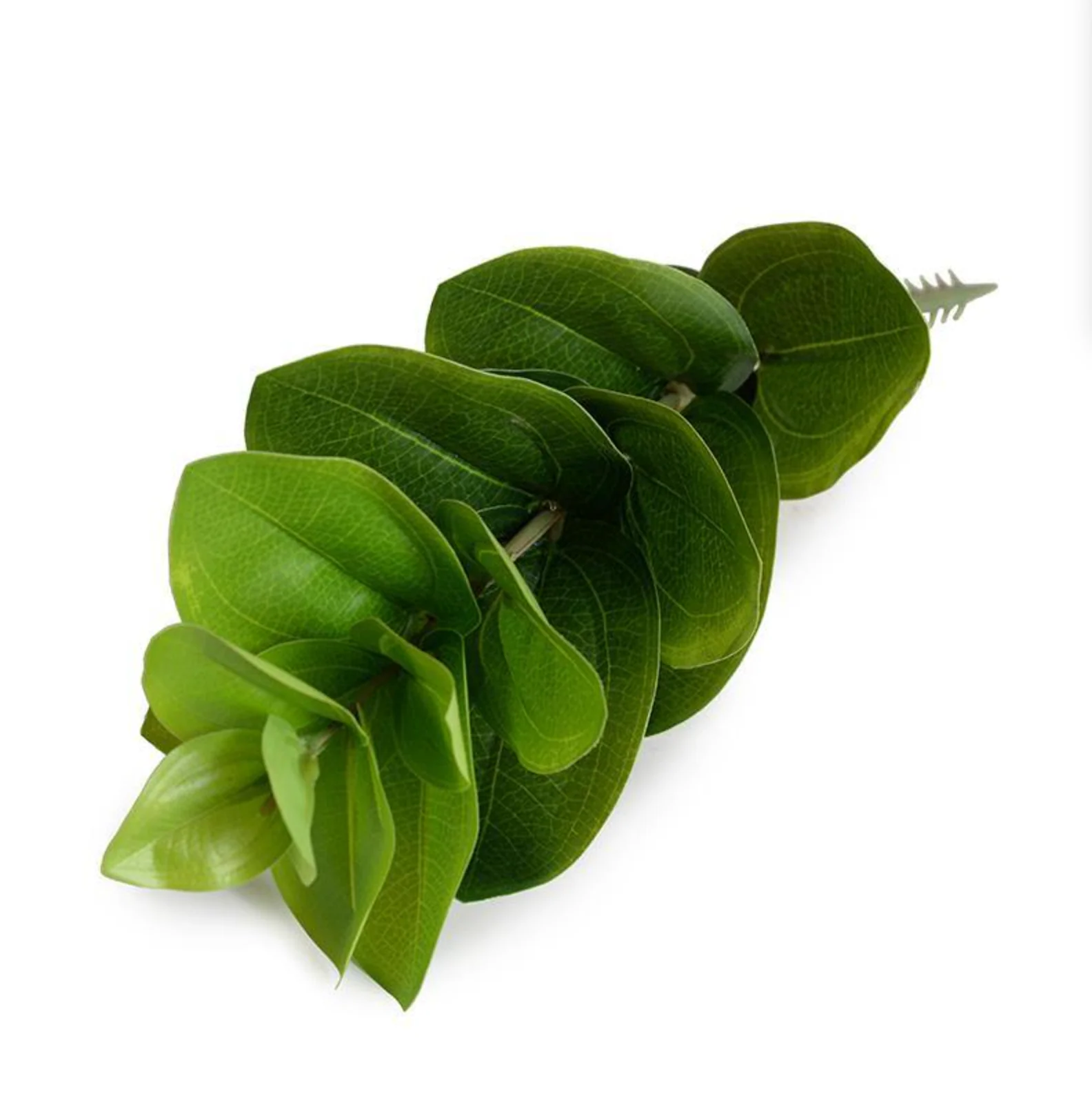 Peperomia Spray - Image 1