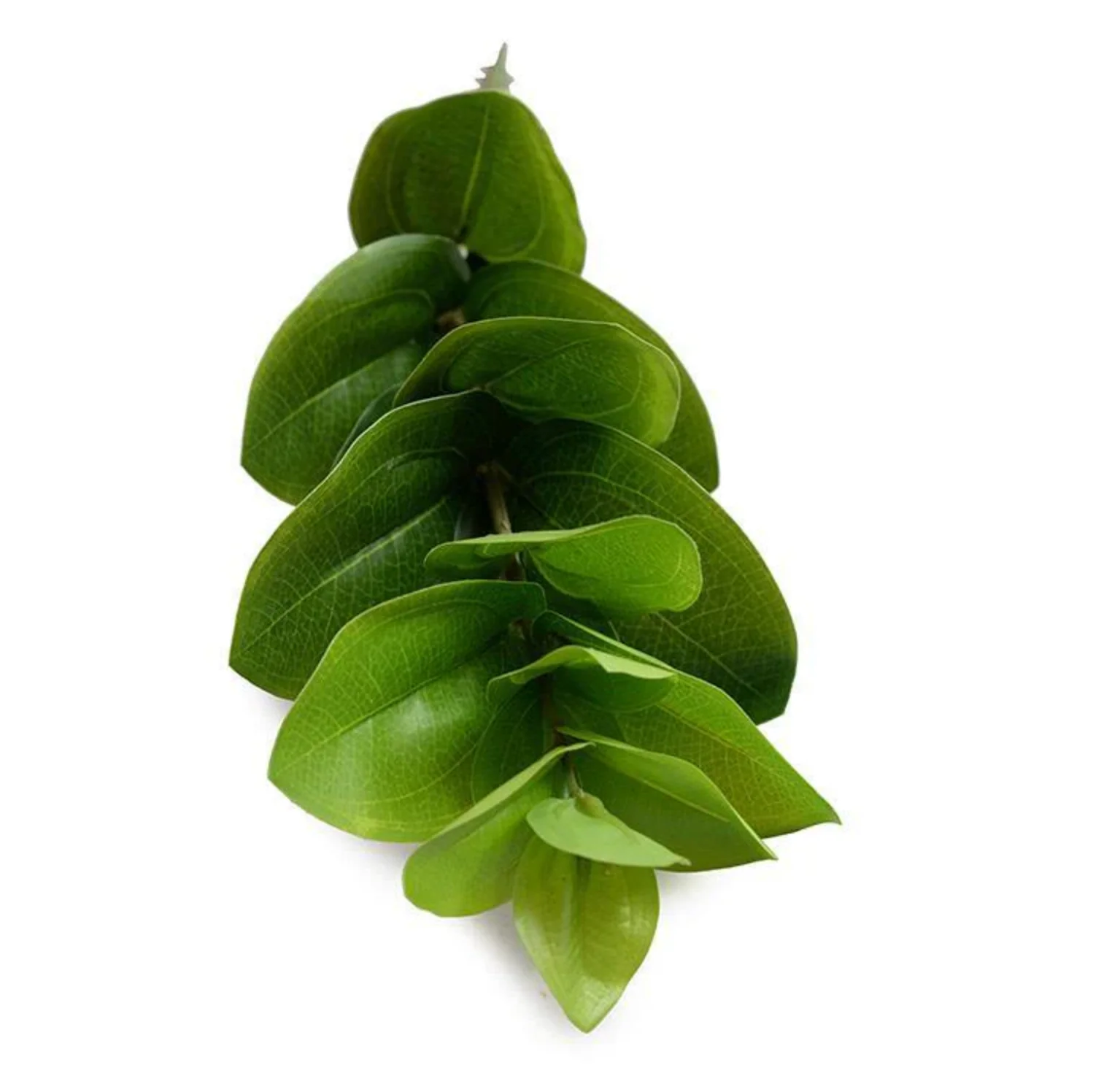 Peperomia Spray - Image 2