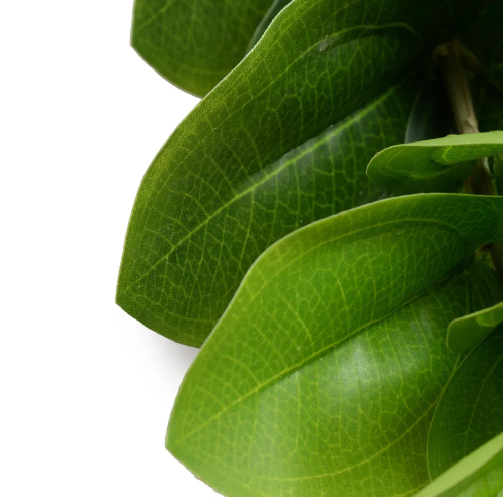 Peperomia Spray - Image 3