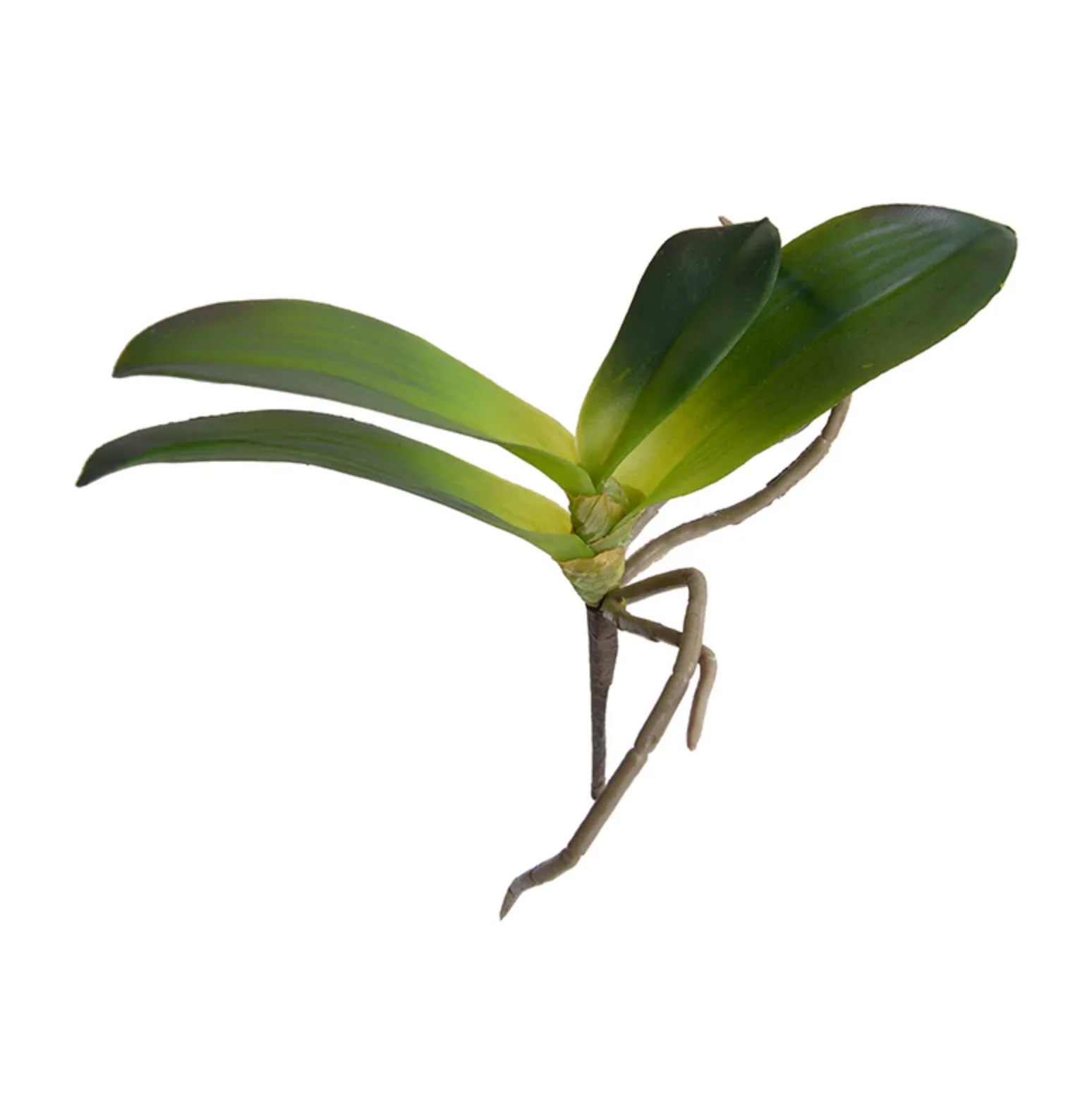 Phalaenopsis Orchid Foliage - Image 1