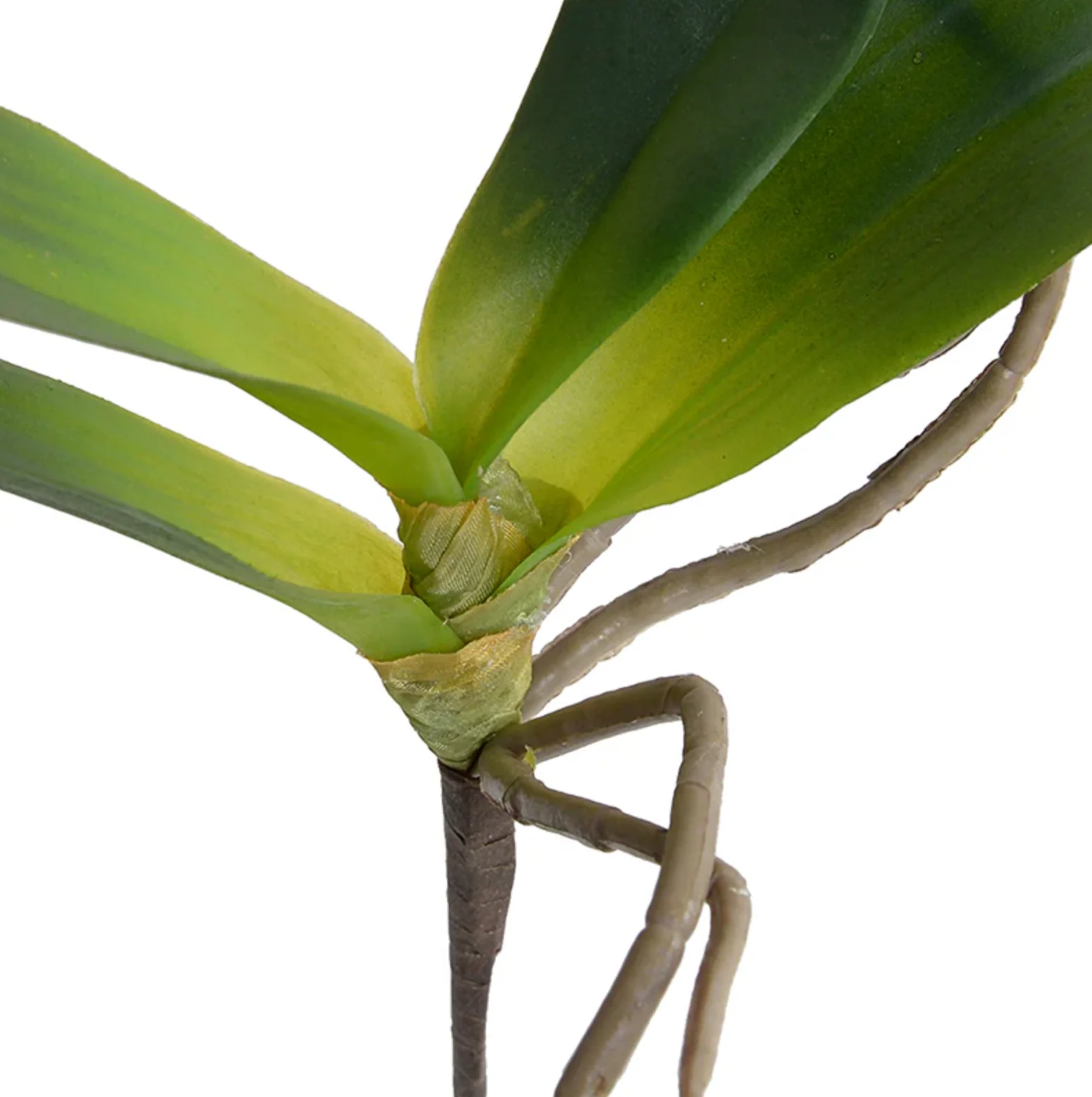 Phalaenopsis Orchid Foliage - Image 2