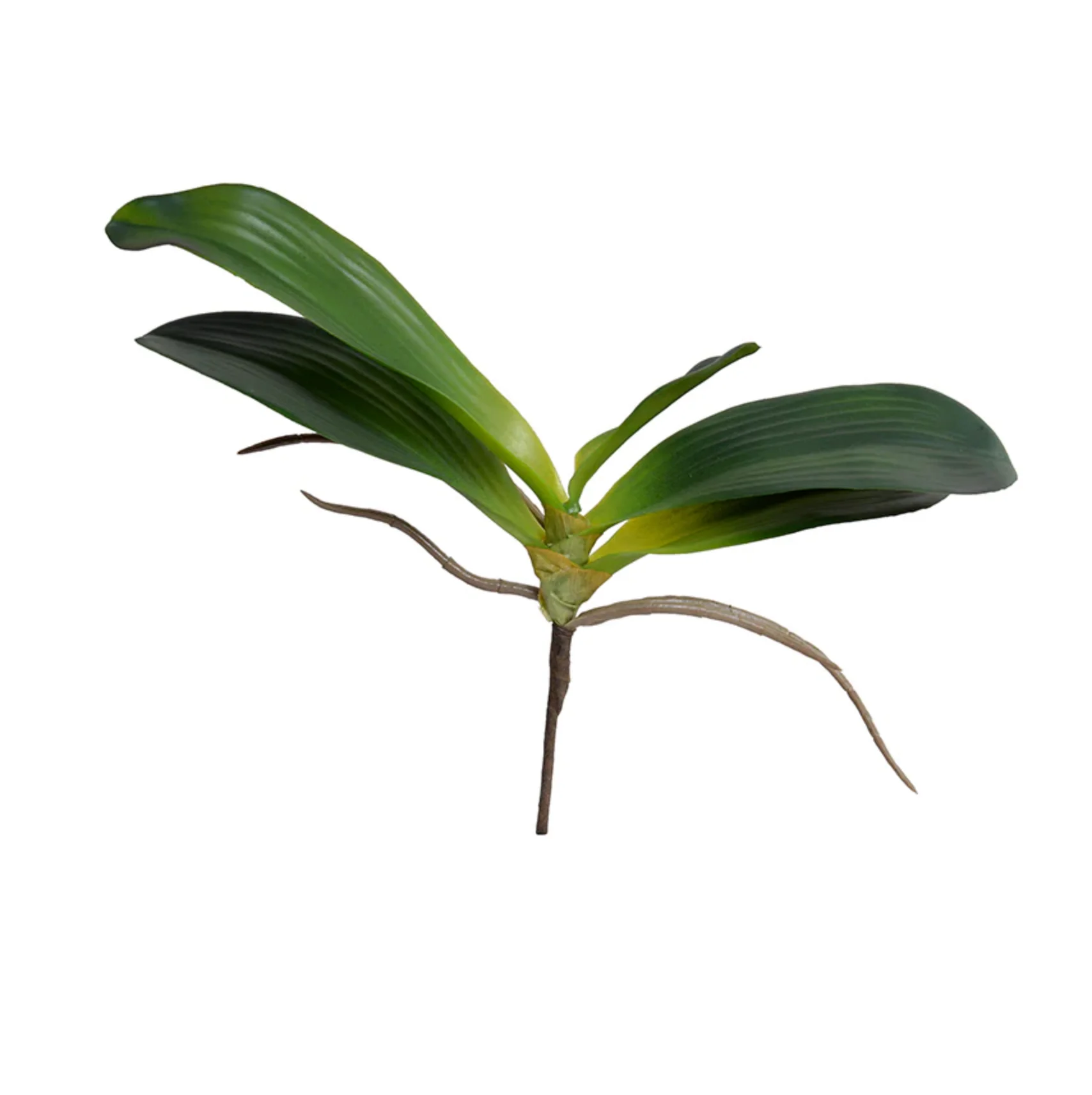 Phalaenopsis Orchid Foliage - Image 3