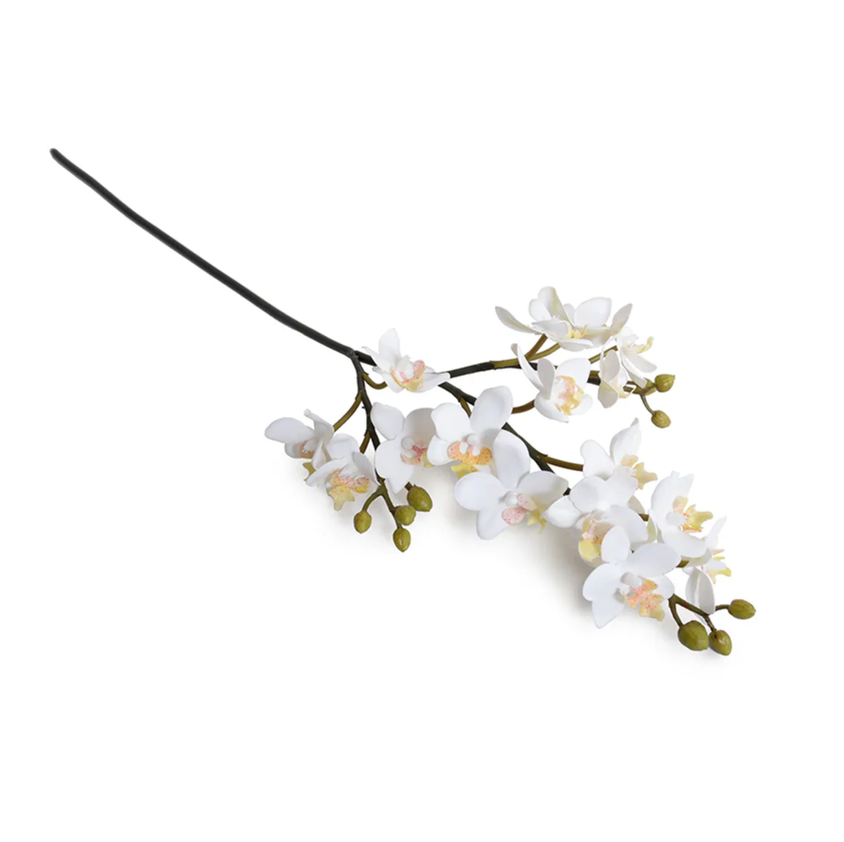 Phalaenopsis Orchid stem - Image 1