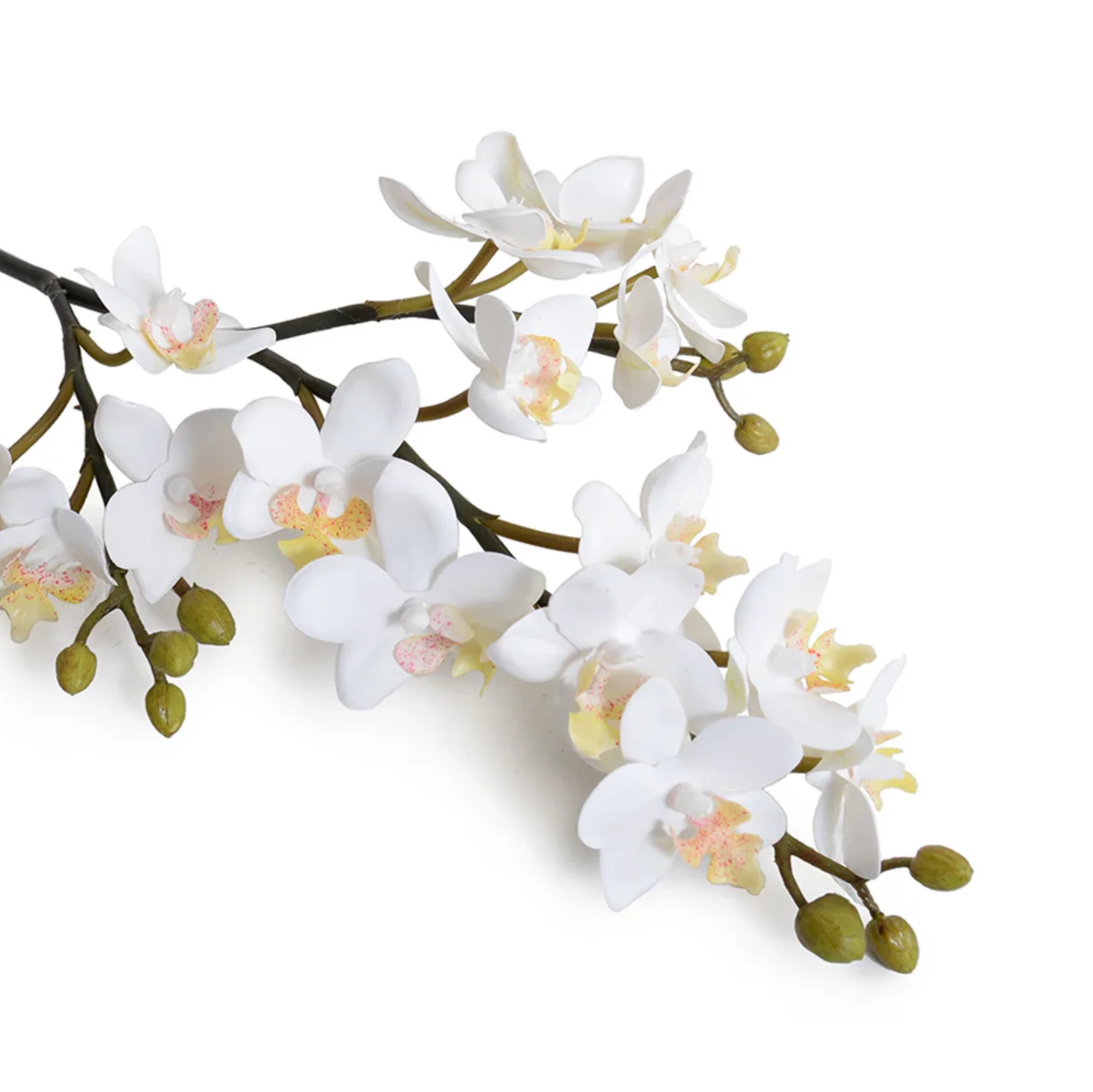 Phalaenopsis Orchid stem - Image 2