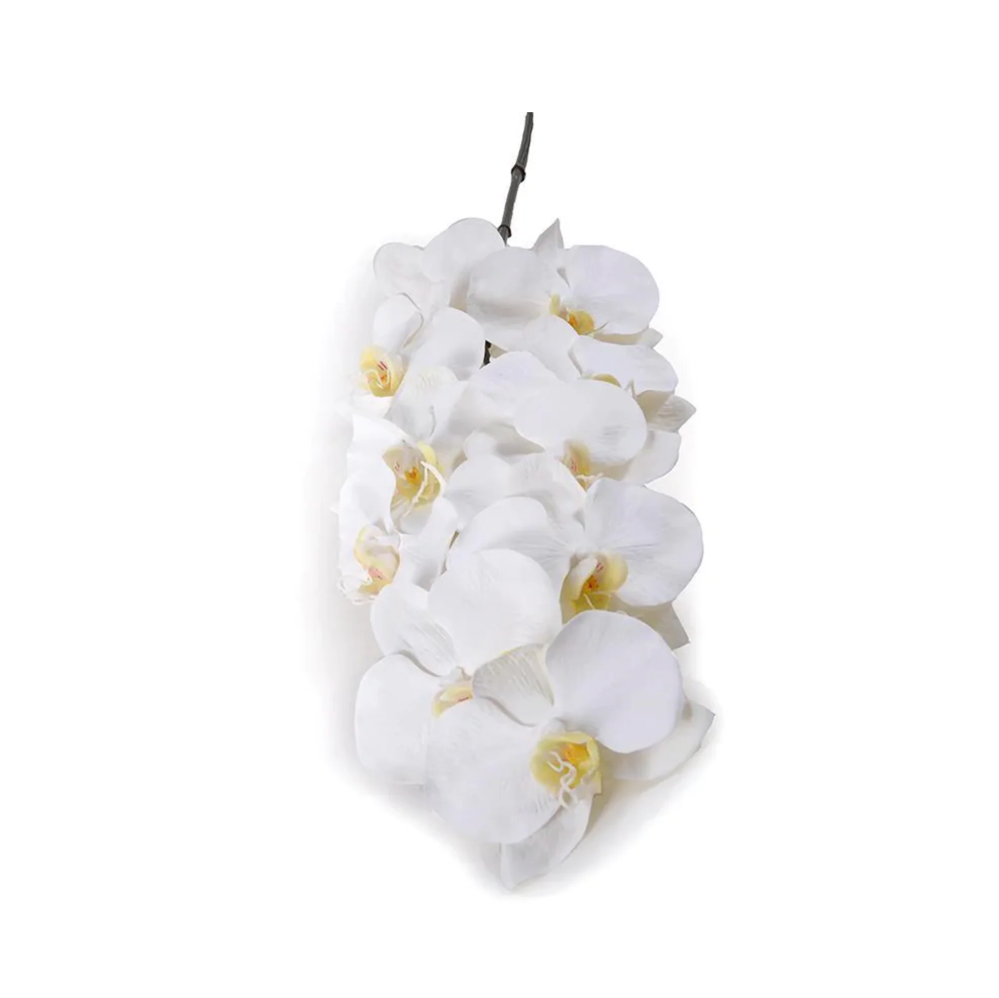 Phalaenopsis Orchid - Image 1