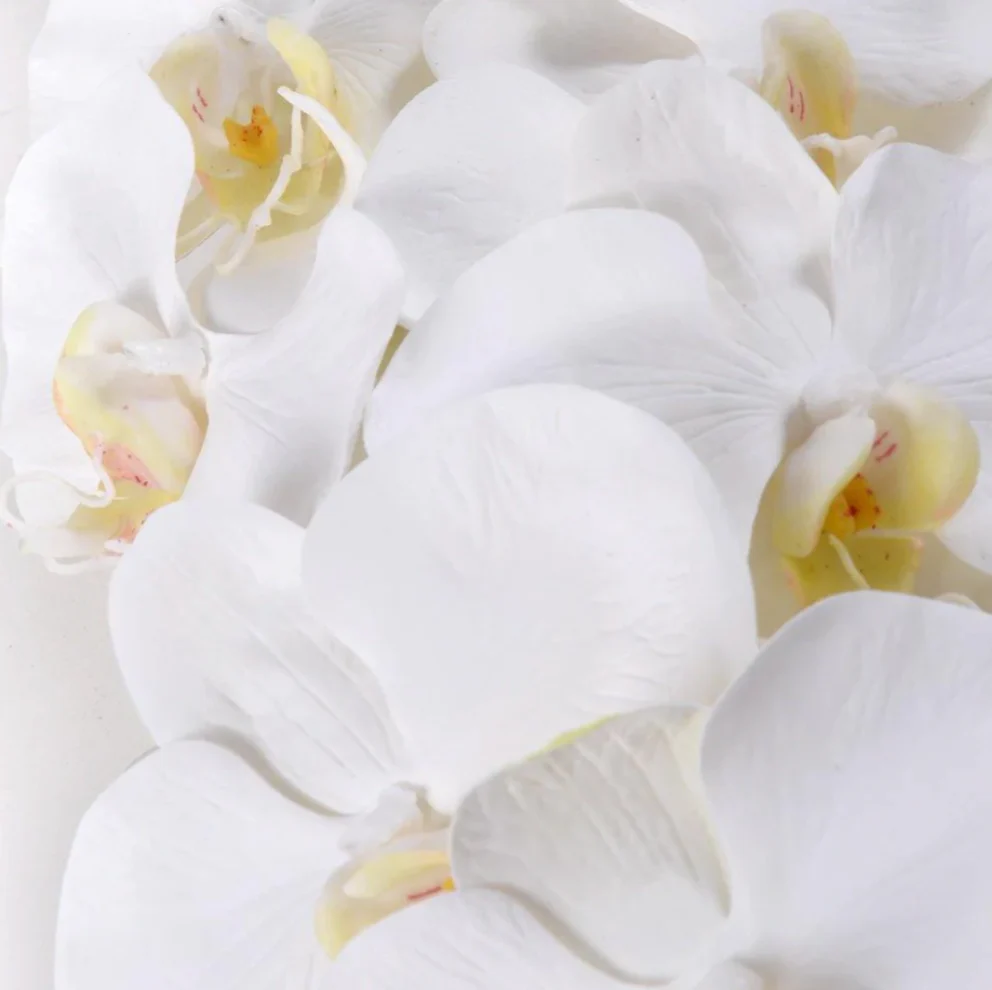 Phalaenopsis Orchid - Image 2