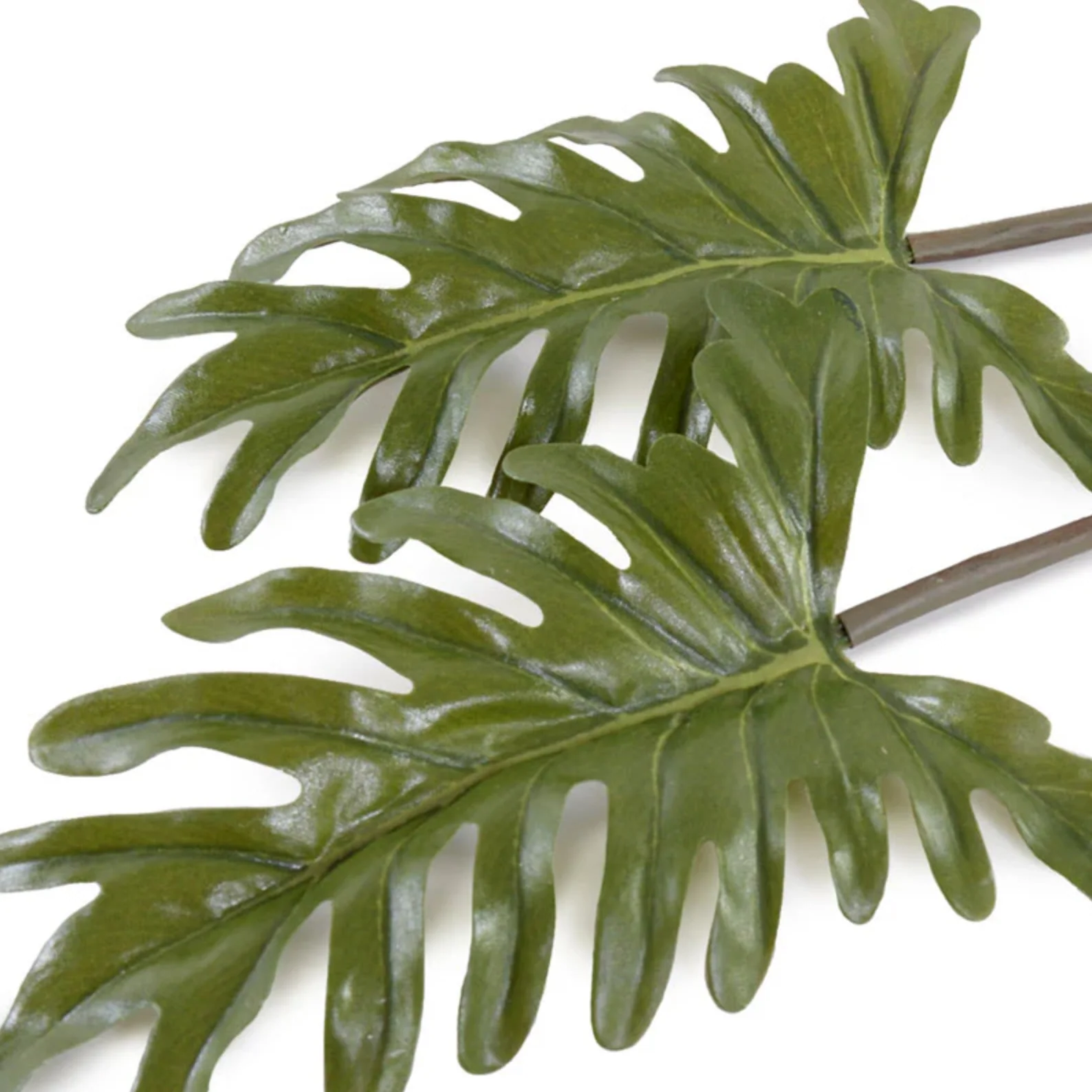 Philodendron Leaf Pick - Image 2